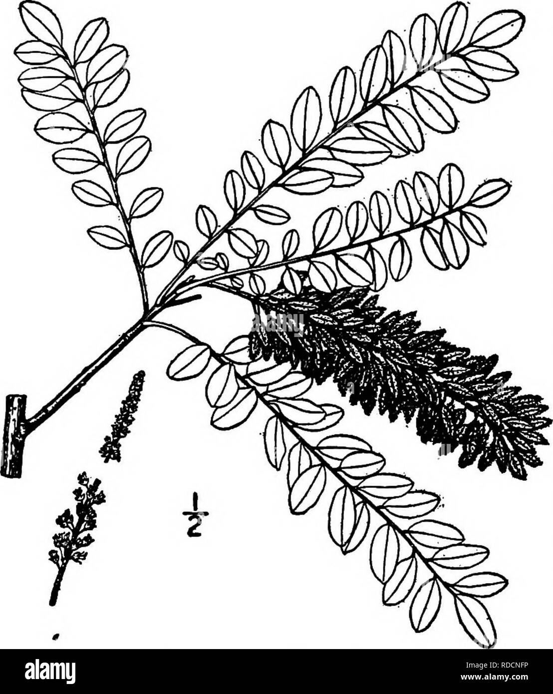 . Nord America : alberi essendo descrizioni e illustrazioni degli alberi che crescono in modo indipendente di coltivazione in America del Nord, a nord del Messico e le Indie occidentali . Alberi. 588 Alvaradoa IV. Genere ALVARADOA ALVARADOA LIEBMANN specie amoiphoides Alvaradoa Liebmann [LVARADOA consiste di quattro specie, nativi delle Indie Occidentali e Messico, uno di loro che si verificano nel sud della Florida. Essi hanno supplente pinnate foglie con numerosi piccoli volantini alternativo facilmente staccabile dalla foglia-asse quando asciutto. Il piccolo dioica regolari i fiori sono in racemi o picchi. Il nome è in onore di Pedro Foto Stock