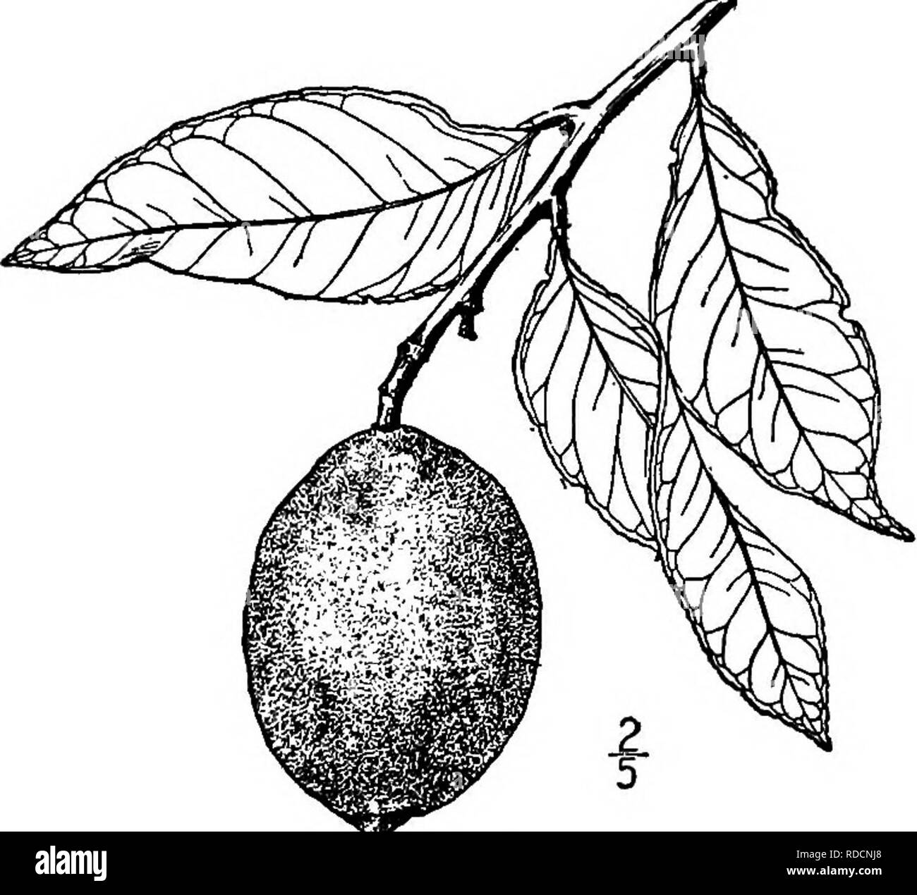. Nord America : alberi essendo descrizioni e illustrazioni degli alberi che crescono in modo indipendente di coltivazione in America del Nord, a nord del Messico e le Indie occidentali . Alberi. Lime 581. 3. Limone - Citrus limonum Risso in Florida il limone è stata crescente selvatici a lungo prima di qualsiasi tentativo era stata fatta verso la sua coltivazione da coloni americani, ed è stato probabilmente introdotto dur- ing primi occupazione spagnola. Si tratta di una struttura di piccole dimensioni fino a 6 metri di altezza. I rami sono un po' diffusione, corto e spinoso, formando un piuttosto testa aperta. La corteccia è sottile, piuttosto liscia e grigio. I ramoscelli sono lisci, pu Foto Stock