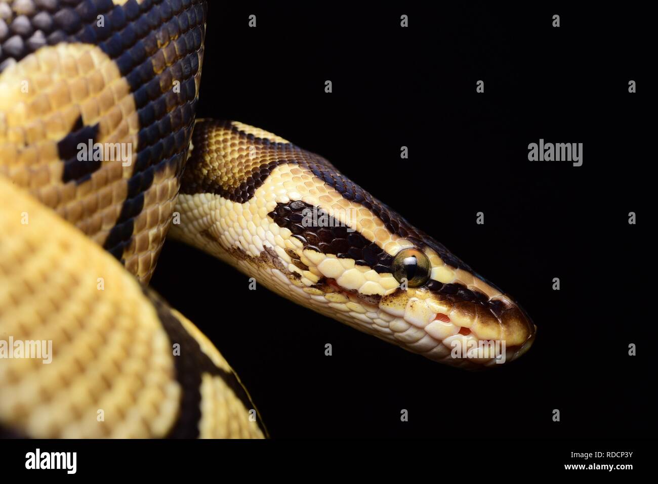 Sfera ( Python Python regius ) Foto Stock