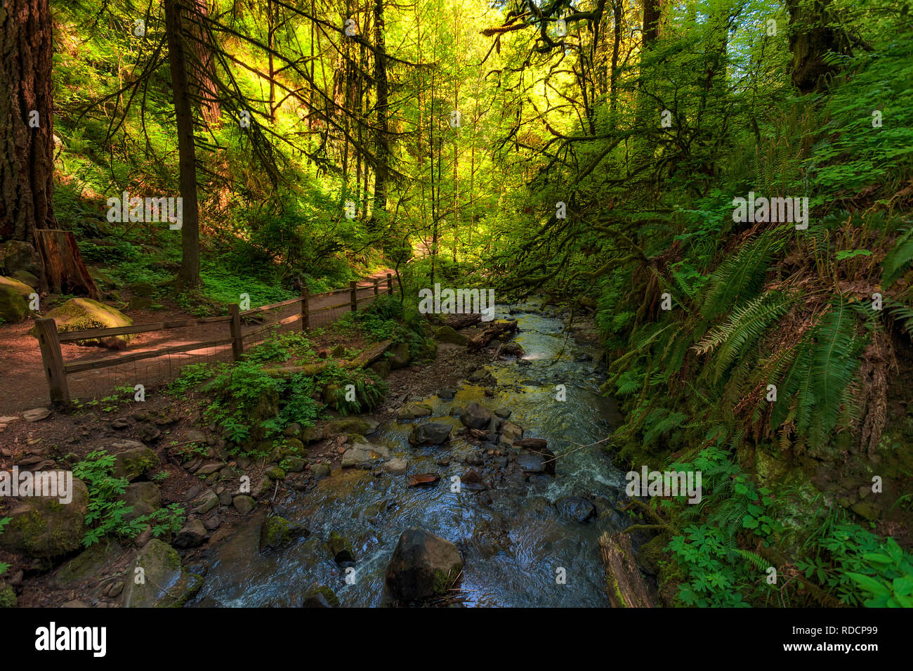 Escursionismo nel Parco Forestale Macleay Trail lungo Balch Creek in Portlan, Oregon. Foto Stock