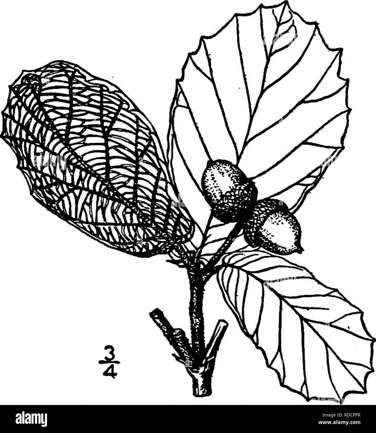 . Nord America : alberi essendo descrizioni e illustrazioni degli alberi che crescono in modo indipendente di coltivazione in America del Nord, a nord del Messico e le Indie occidentali . Alberi. 3i6 Le Querce è molto pesante, la sua gravità specifica essendo un nonnulla oltre i.oo. Esso controlla male per essiccazione, è molto difficile per dividere e viene utilizzata solo come combustibile. 33. NET querce a foglia âQuercns reticulata Humboldt, Bonpland &AMP; Kunth in Messico questo albero raggiunge molto di dimensioni superiori nella nostra area in cui si verifica nelle montagne del sud del New Mexico e Arizona, raramente il raggiungimento di una altezza di 9 metri e con un tronco diame Foto Stock