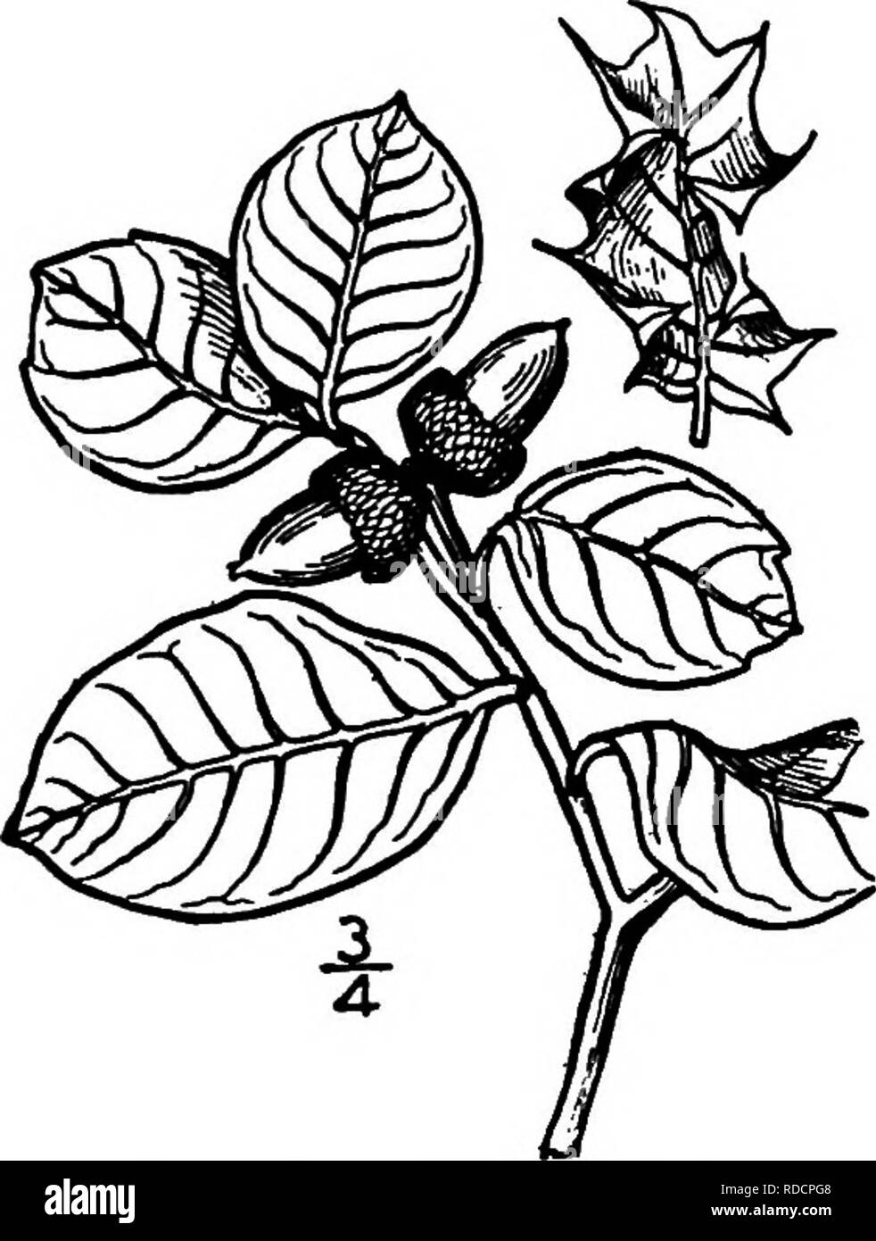 . Nord America : alberi essendo descrizioni e illustrazioni degli alberi che crescono in modo indipendente di coltivazione in America del Nord, a nord del Messico e le Indie occidentali . Alberi. 3Io Le Querce marrone e setosa interno, abbracciando circa un terzo del dado, ricoperti con sottili oblungo lanceolate-blunt scale. Il legno è duro, vicino a grana fine e fragile, marrone rossiccio; la sua gravità specifica è 0,82. Essa è utilizzata raramente tranne per il carburante,per la quale tuttavia è largamente utilizzata. Il frutto è utilizzato per i prodotti alimentari dagli indios della Bassa California, essendo la massa in farina, lavata e cotta in torte. Quercus pumi Foto Stock