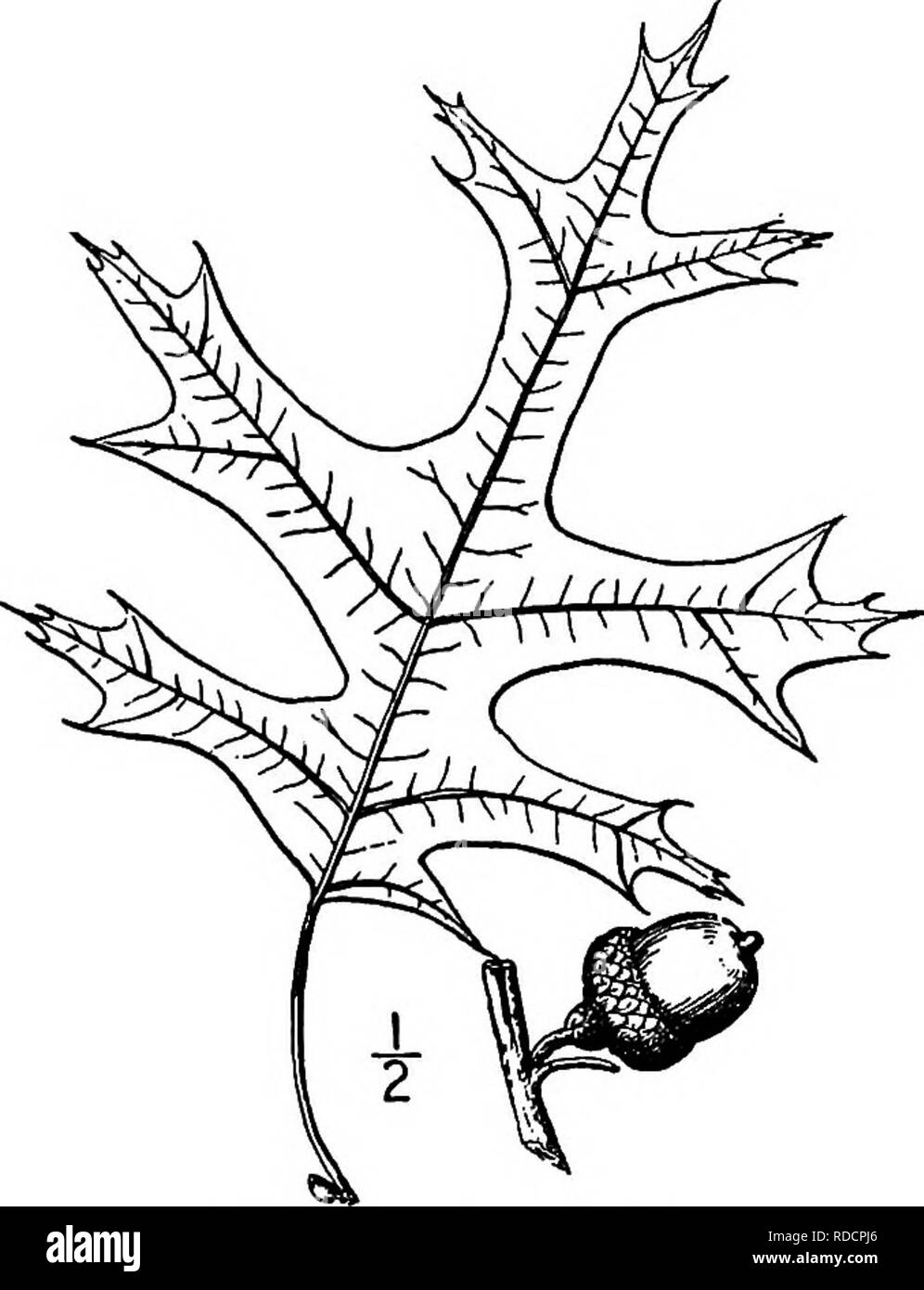 . Nord America : alberi essendo descrizioni e illustrazioni degli alberi che crescono in modo indipendente di coltivazione in America del Nord, a nord del Messico e le Indie occidentali . Alberi. Scarlet Oak 293 oppure ovoidale-oblunga, 12 a 14 mm. lungo, marrone chiaro; guscio sottile e roverella interno; cup, emisferica 9 a 12 mm. di fronte, marrone e peloso all'interno, abbracciando,circa un terzo del dado, coperto da ovali, smussata, hairy croccante-scale emarginati, la parte superiore di minore e la formazione di una leggera frangia intorno al bordo della tazza. Il legno duro è vicino a grana fine, marrone rossiccio; il suo peso specifico è di circa 0.91. 10. SCARLET OAK - Quer Foto Stock