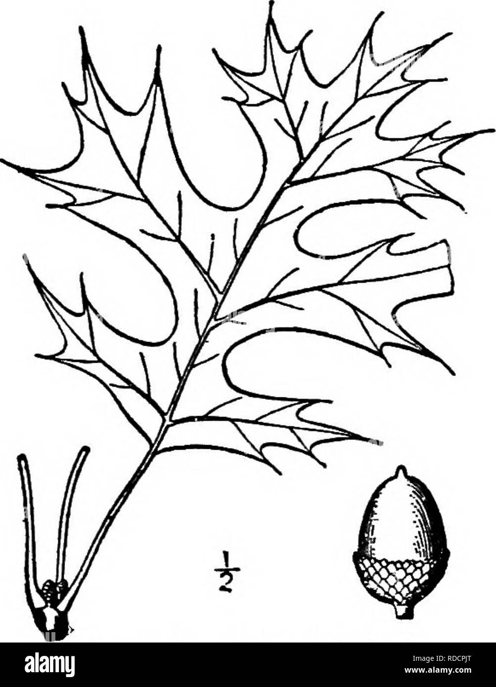 . Nord America : alberi essendo descrizioni e illustrazioni degli alberi che crescono in modo indipendente di coltivazione in America del Nord, a nord del Messico e le Indie occidentali . Alberi. 286 Le Querce 4- SCHNECK DI ROVERE - Quercus Schneckii Britton Qtiercus texana Sargent, non Buckley questo grande albero, molto simile al Pin oak in apparenza generale, avviene dal Nord Carolina a Illinois, Iowa e a sud della Florida e Texas. La sua altezza massima è di 65 metri, con un diametro di tronco di 2,5 m. Il tnmk è molto arginato, alta e diritta. I rami sono duri, pendente al di sotto, e la diffusione di sopra, la struttura ad albero Foto Stock
