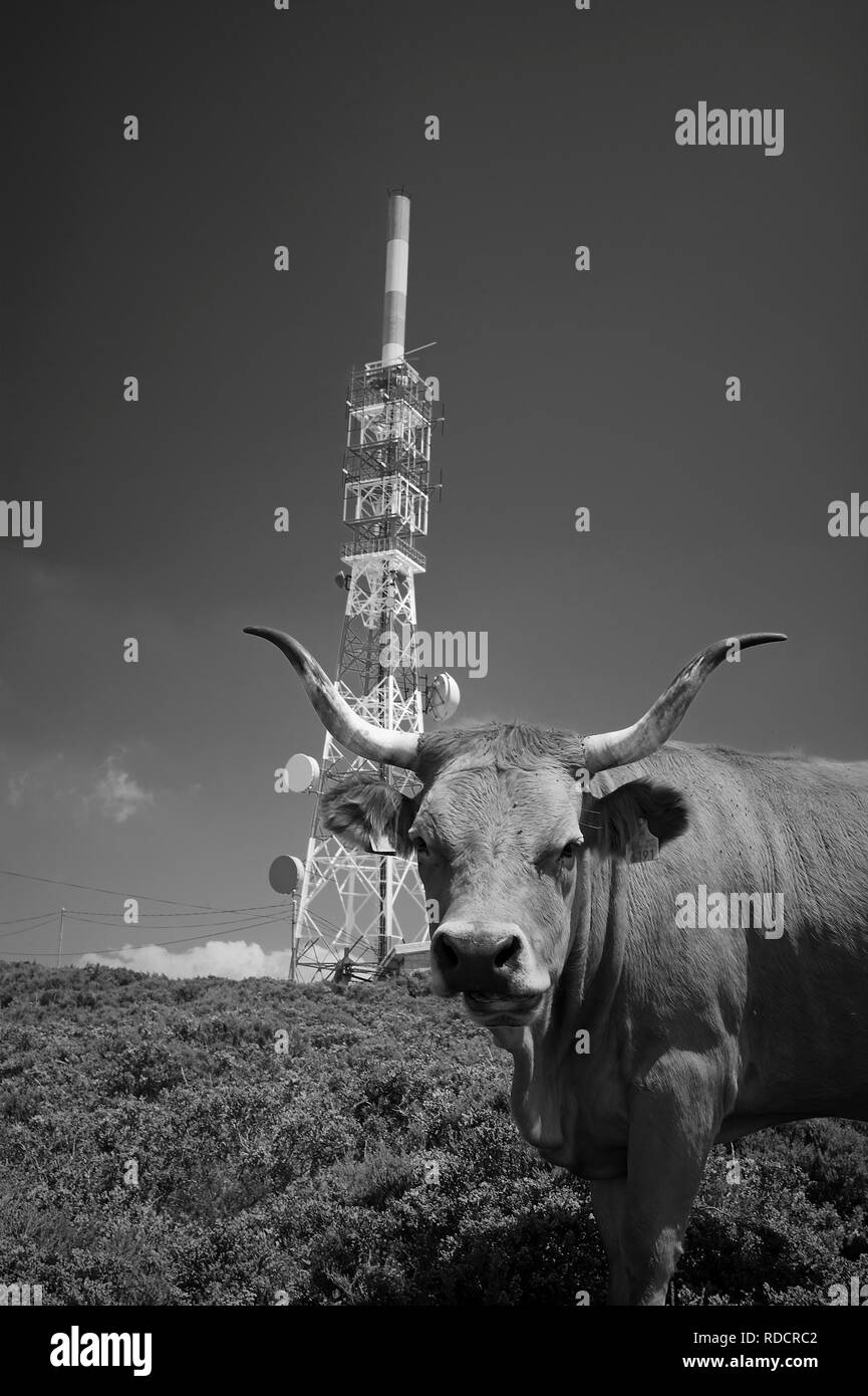 Alta montagna mucca nei pressi di una torre di comunicazione che mostra i piatti e le antenne. Convertito in bianco e nero. Foto Stock