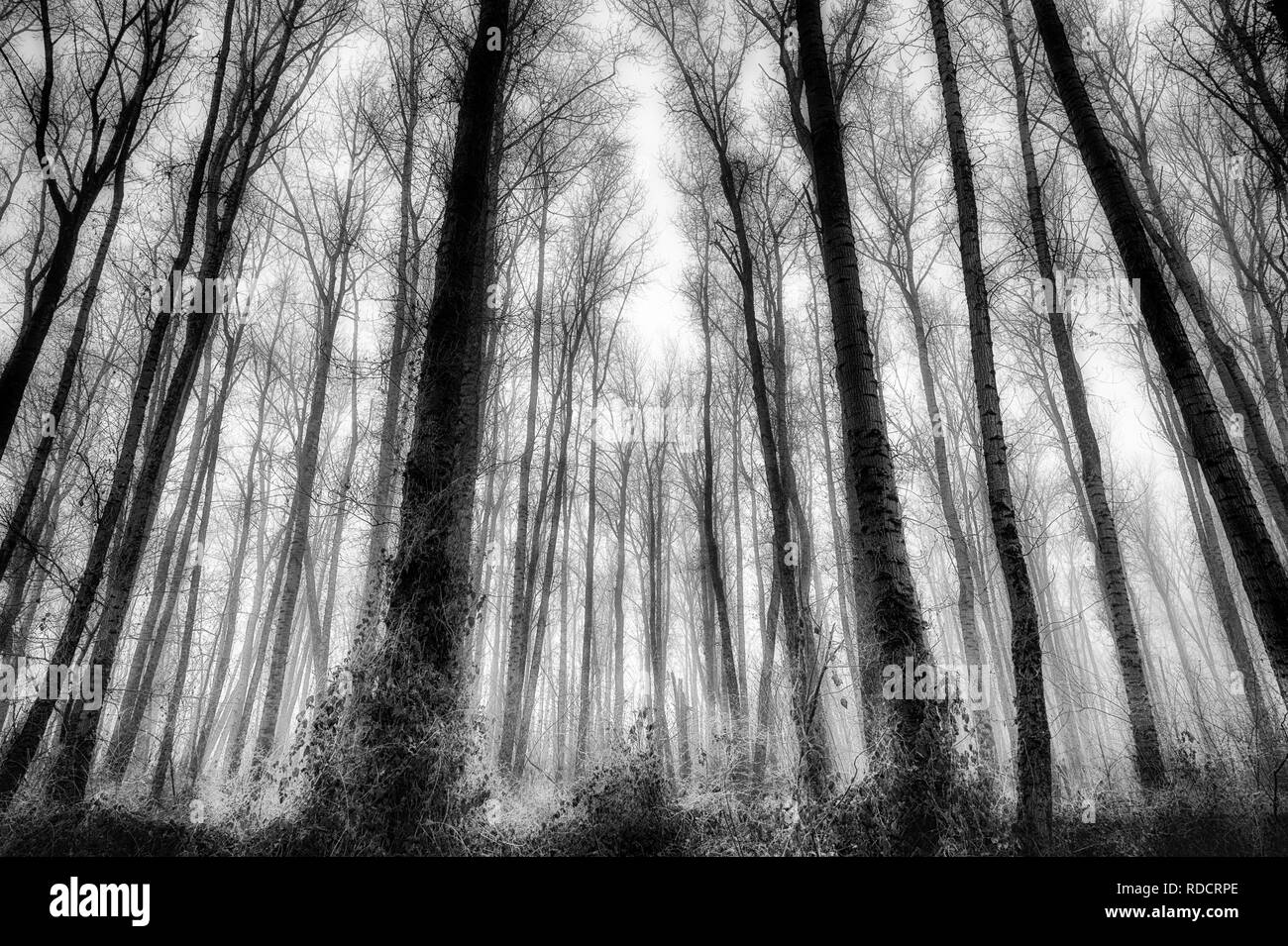 Fotografia in bianco e nero di nebbia di congelamento migliorando la foresta a Kelly Point Park, Portland, Oregon Foto Stock