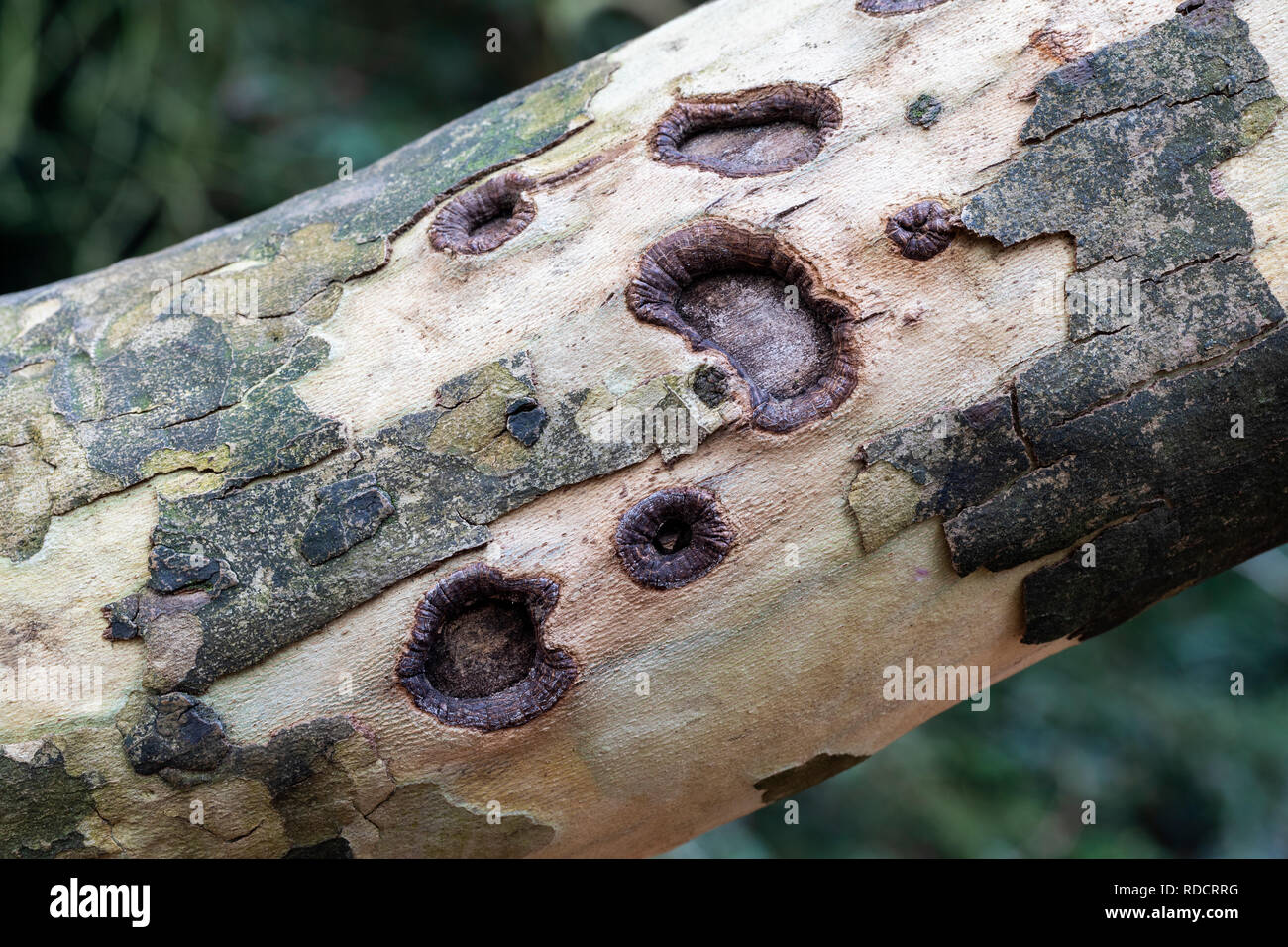 Primo piano della corteccia di Platanus orientalis - Oriental Plane Tree, England, UK Foto Stock