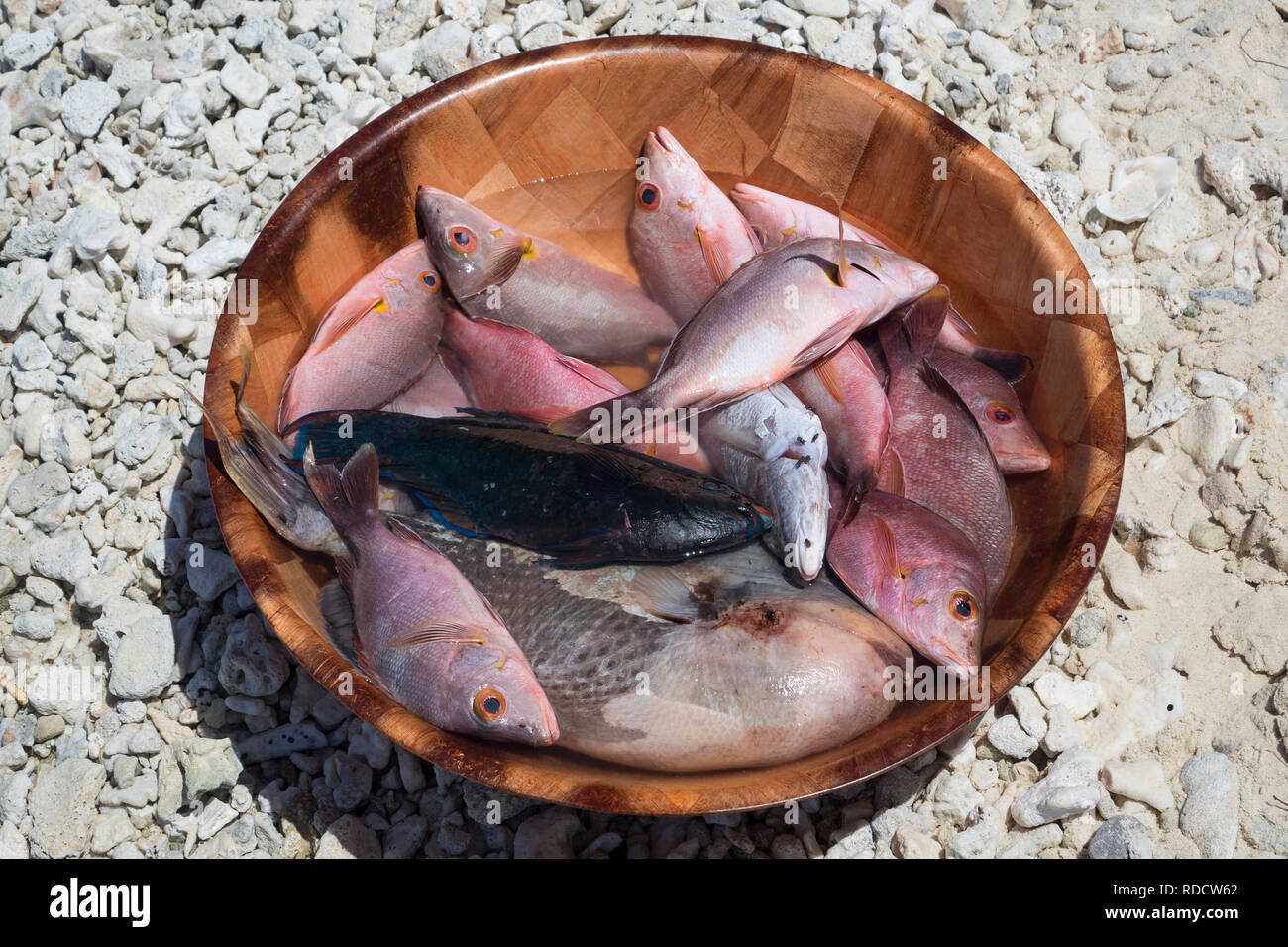 Polinesia francese, Rangiroa Atoll, cattura di pesce Foto Stock