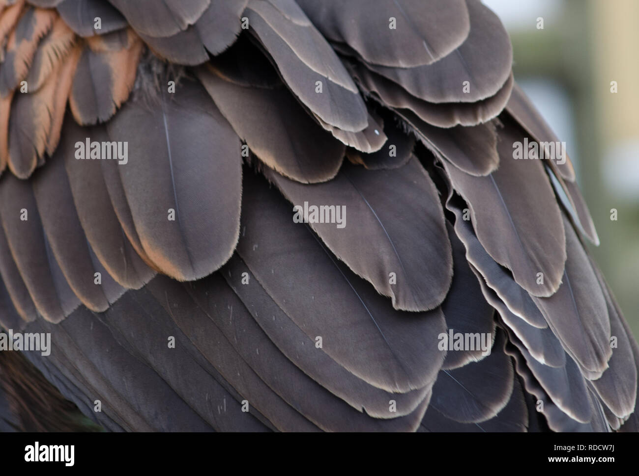 Harris Hawk piume (Parabuteo unicinctus) Foto Stock