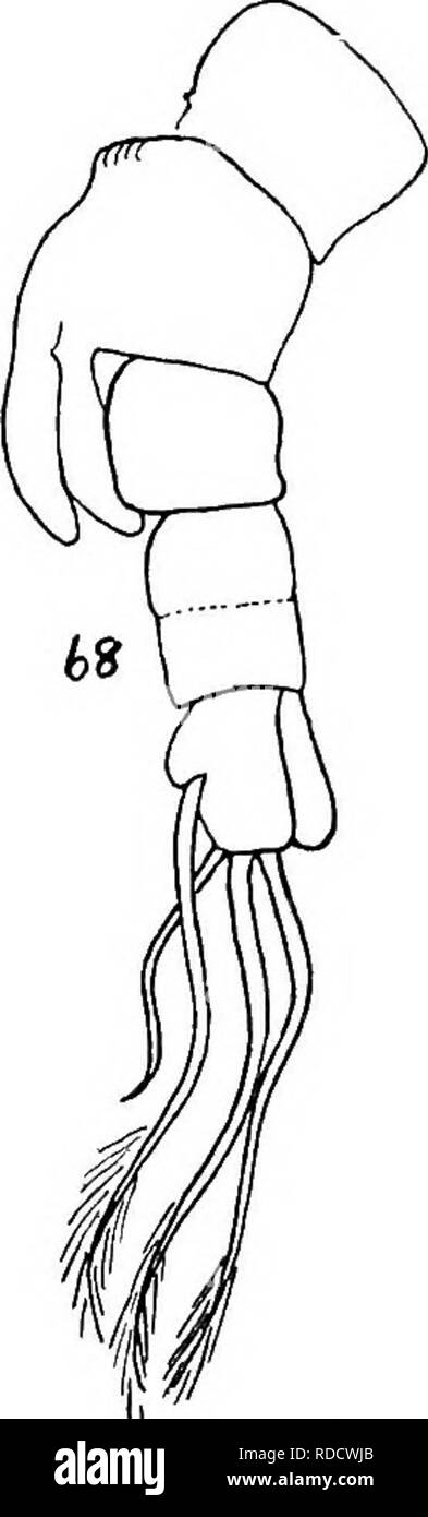 . Relazione della Artico Canadese Expedition 1913-18. Spedizioni scientifiche. Copepoda Marine 43 k D. MONSTHILLIDAE. 33. Thaumaleus bernardensis, n. sp. Due maschi erano prese in corrispondenza della stazione 42z, 12 dicembre 1915 (vedere sotto Pseu- docalanus). Lunghezza di un maschio 1 • 9 mm., degli altri 2 • 4 mm. La descrizione si riferisce al maggiore. La testa e il primo segmento del torace sono fusi insieme per formare un cephalo- segmento toracico che è solo leggermente superiore dei prossimi tre segmenti (Th 2-4). Le lunghezze delle antenne del cephalothorax, e di tre free pedigerous segmenti toracici combinati, sono sube Foto Stock