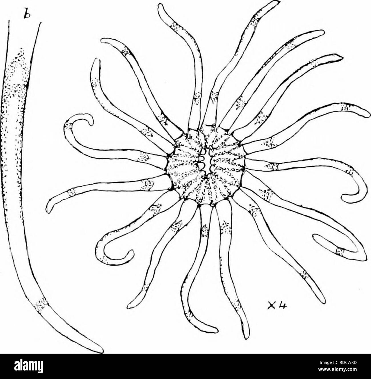 . Relazione della Artico Canadese Expedition 1913-18. Spedizioni scientifiche. 130 g Airtic canadese ex-pedition, 1913-1918 La centrale parte rivestita o scapus era leggermente sulcated e trasversalmente stropicciata; rivestimento epidermico era saldamente aderente, pallido arancio-marrone o sporcizia- Ijrown. Tentacoli 16, lunghe e sottili, molto mobile, variamente curvi, talvolta a spirale e spesso recurved, fino a 10 a 12 mm. a lungo. Essi sono stati, in HFE, pallido carne-colore o giallastro, con un colore rossastro striscia mediana sulla superficie esterna in senso distale e vicino alla punta; sul lato adoral, vicino alla base vi è un trans- versetto spo Foto Stock