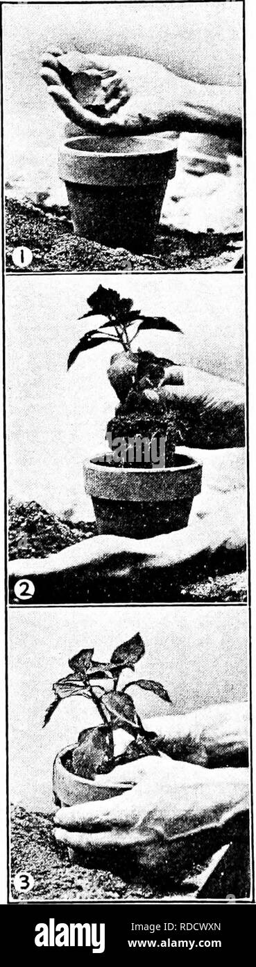 . Propagazione nel vegetale : serra e vivaio pratica . Propagazione nel vegetale. 122. FIG. 109-POTTING I. posizionando il drenaggio in pentola. 2. Posizionando la radicata di taglio e il suolo. 3. Rassodamento della pianta in vaso. pr.ANT LEGNO DI PROPAGAZIONE Alberi, arbusti e vitigni come il rosa, lilla, dierilla ed ortensie. Per lavoro all'aperto sono realizzati di solito prima di mezza estate; all'interno, durante il tardo inverno. Esse vengono tagliate e trattate circa lo stesso come sono ritagli di legno duro. Spesso essi sono fissati in estate dopo i germogli hanno sviluppato e il legno è quasi maturo. Da due a cinque gemme sono generalmente ammessi. La cu Foto Stock