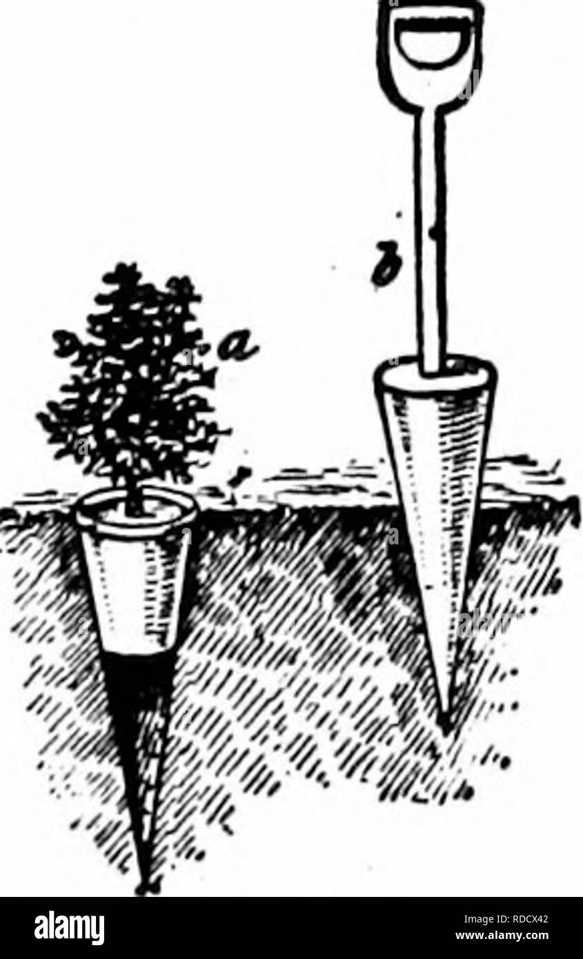 . Propagazione nel vegetale : serra e vivaio pratica . Propagazione nel vegetale. 14 I'LANT propagazione tutte le parti del mondo. Le regole qui presentate (29), specialmente quelli riguardanti l'umidità e il calore sono fol- rallentato con grande cura. I semi come ghiande sono molto difficili per il trasporto su lunghe distanze. Di solito di spessore- rivestite e semi di ossea richiedono umida, aria confinata; sottili- quelle sgusciate, condizioni di asciutto. Per la spedizione verso o attraverso i tropichi semi sono di solito sigillati in casi di stagno o oliati i pacchetti. La maggior parte dei semi, tuttavia, inviati tramite normale climi freddi, dopo essere stato completamente aria essiccata, hanno bisogno di essere Foto Stock