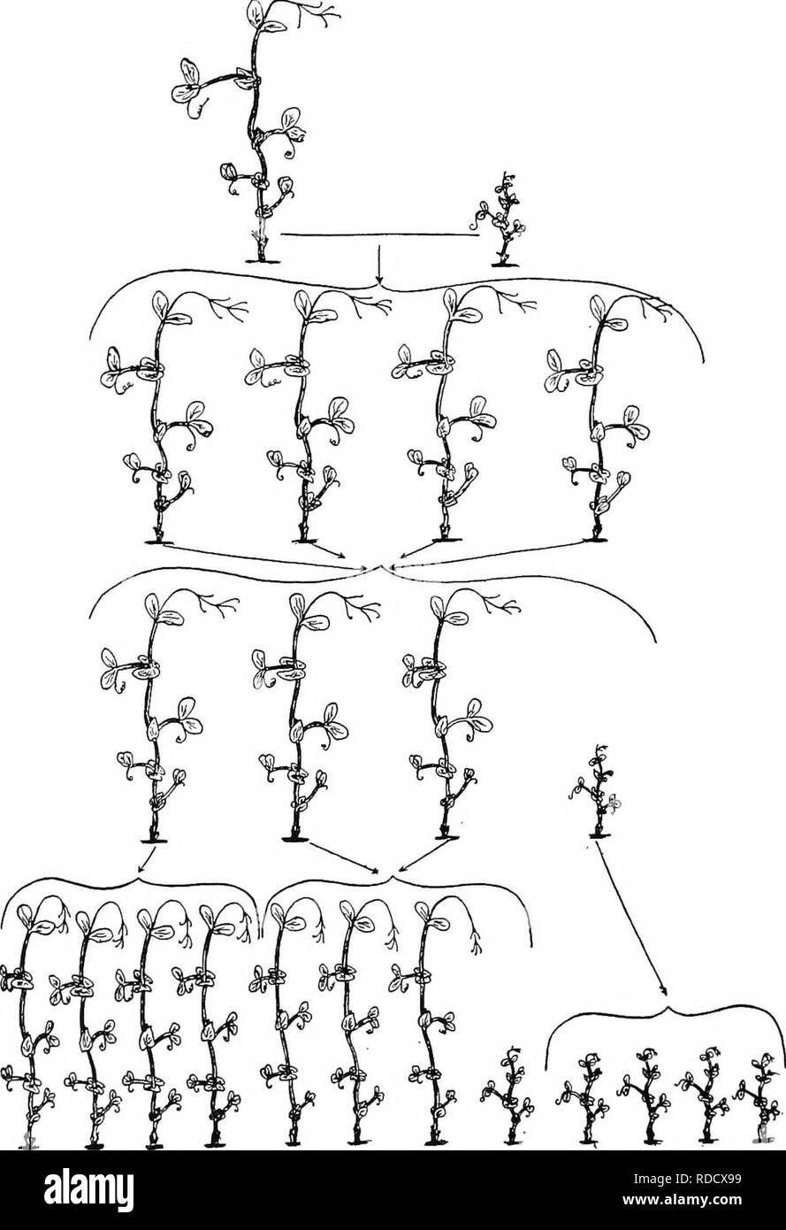 . Botanica agricola per gli studenti . La botanica. 542 eredità. Fig. 475. - Un diagramma illustrante Mendel la scoperta riguardante l'in- eredità lasciataci da tallness e dwarfness nel giardino pisello. Nella parte superiore sono le • i genitori della croce, alto di gamma a sinistra e la varietà nane a destra. Nella riga immediatamente al di sotto è il primo {f,), generazione di tutte le piante che sono alte e così come il genitore alti, e ciascuna delle quali essendo self- fertiUzed prodotta una progenie (F-z generazione) costituita da alti e piante nane in rapporto 3 : 1, come mostrato nella terza riga. Come mostrato in l Foto Stock