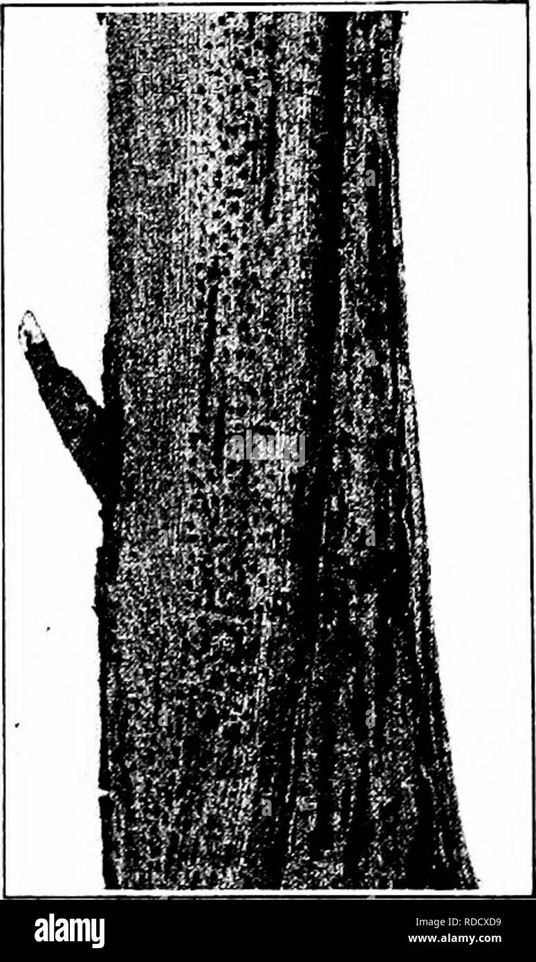 . Manuale delle malattie di frutta . Frutta. 258 MANUALE DELLE MALATTIE DI FRUTTA trunk. Quando colpite i bastoni vengono salvati per cuscinetto in legno, il fungo si diffonde nel braccio. Come una regola il micelio non si estendono nelle radici. Pycnidia sono sviluppati in abbondanza sulle canne interessati e sul verde e bacche di maturazione (Fig. 70). Appaiono sulla ex primi in primavera e può essere trovato su canne se'erely infettato il precedente anno o occasionalmente su dell'anno in corso la crescita. Il pycnidia coppia poco dopo le gemme scoppiare in primavera e la pycnospores trasudare in lungo e di colore giallo rossiccio bobine, contengono ciascuna- Foto Stock