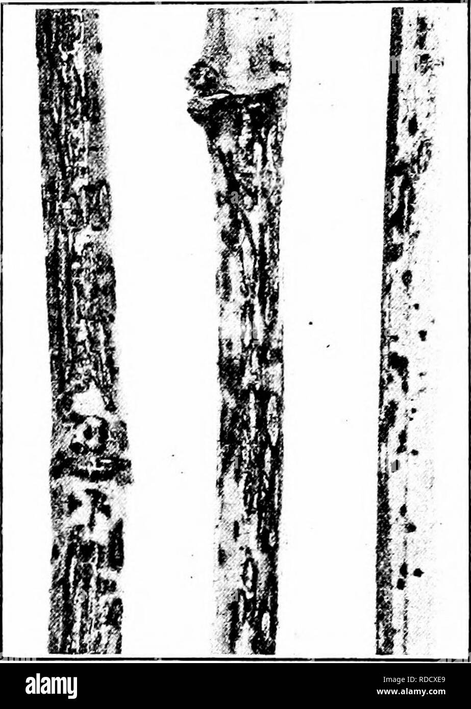 . Manuale delle malattie di frutta . Frutta. 256 MANUALE DELLE MALATTIE DI FRUTTA tempo. Tuttavia la maggior parte muoiono in inverno. Di tanto in tanto longitudinalmente nervata sviluppare escrescenze sul tronco o braccio di vitigni malato. Questi outgrowths non sono carnose, né sono duri e non devono essere confusi con la corona-gall (vedi pagina 253) e outgrowths seguente inverno-pregiudizio. In- interna i sintomi sono caratterizzati da un dr' cuore-rot di tronchi in colpite por- zioni. In Jime o primi di luglio le foglie mostrano una peculiare ingiallimento, rimpicciolendo e curling. Più tardi, il dis- colorazione scompare, al- se gli altri abno Foto Stock