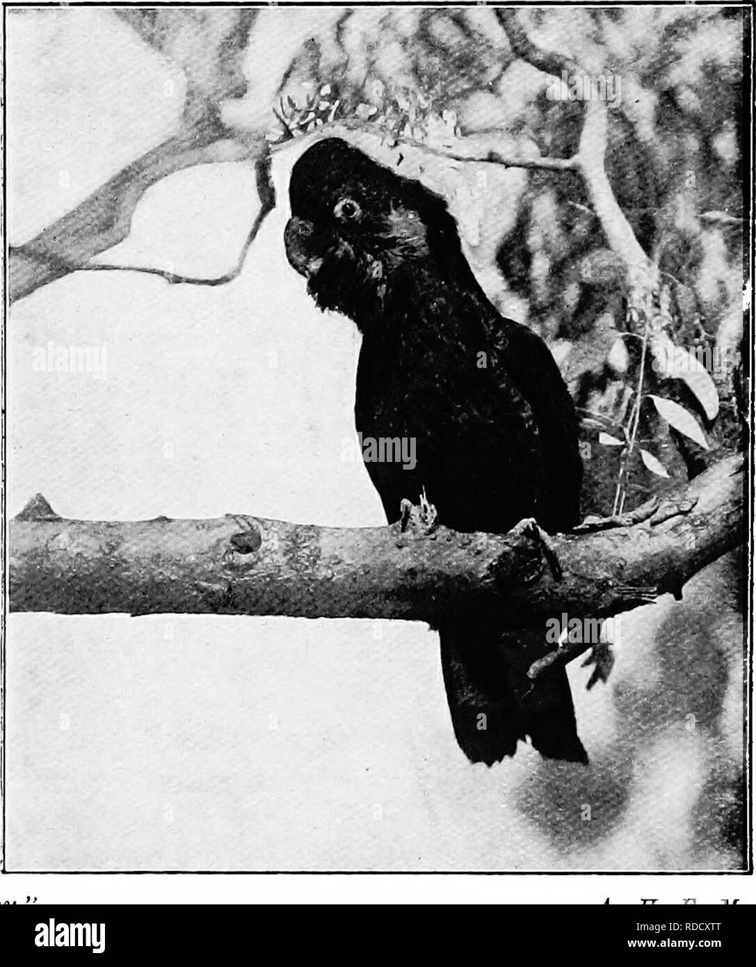 . Gli uccelli di Australia. Gli uccelli. 202 UCCELLI DI AUSTRALIA Il White-tailed Cacatua. Calyptorhynchus haudini. A sud-ovest di Australia. Penne con punta in senso stretto con il bianco opaco. Lunghezza totale 23 pollici, ala 1.5.2, la coda 14, bill 2.3, Tarso 1.2. Uova (2) misura 1,78 x 1,27 pollici. Generalmente nel paese della foresta; loro bianca lores e bloccate code sono cospicui. "L'Emu. A. H. E. Mattingley. Black Cockatoo: Calyptorhynchus funereus. Il Giallo-eared Black Cockatoo. Calyptorhynchus funereus. Sud Queensland, Nuovo Galles del Sud, Victoria South Australia Tasmania e King Island. Piume di th Foto Stock