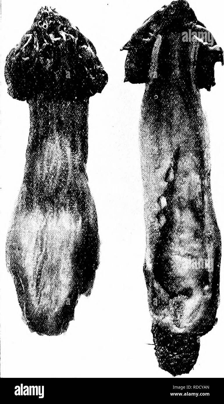 . Minnesota funghi ... La botanica; funghi. FlGlRE 103. WuRL'HKLL.-V HM!R11)A. Si prega di notare che queste immagini vengono estratte dalla pagina sottoposta a scansione di immagini che possono essere state migliorate digitalmente per la leggibilità - Colorazione e aspetto di queste illustrazioni potrebbero non perfettamente assomigliano al lavoro originale. Clements, Frederic E. (Frederic Edward), 1874-1945; geologiche e di Storia Naturale Sondaggio del Minnesota. Minneapolis, Minnesota University Foto Stock