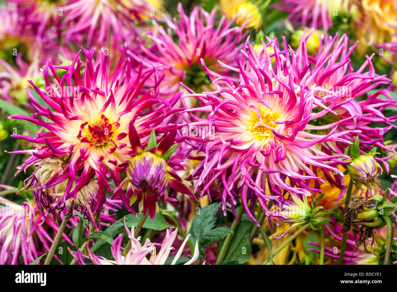 Purple dahlia giardino bordo Cactus dahlias per talee Foto Stock