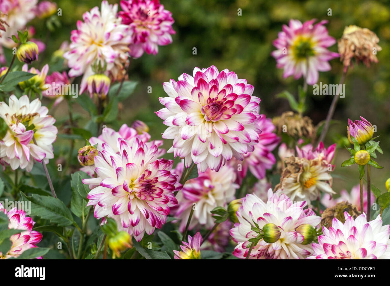 Porpora dahlia bordo Dahlia pastello fiore Foto Stock