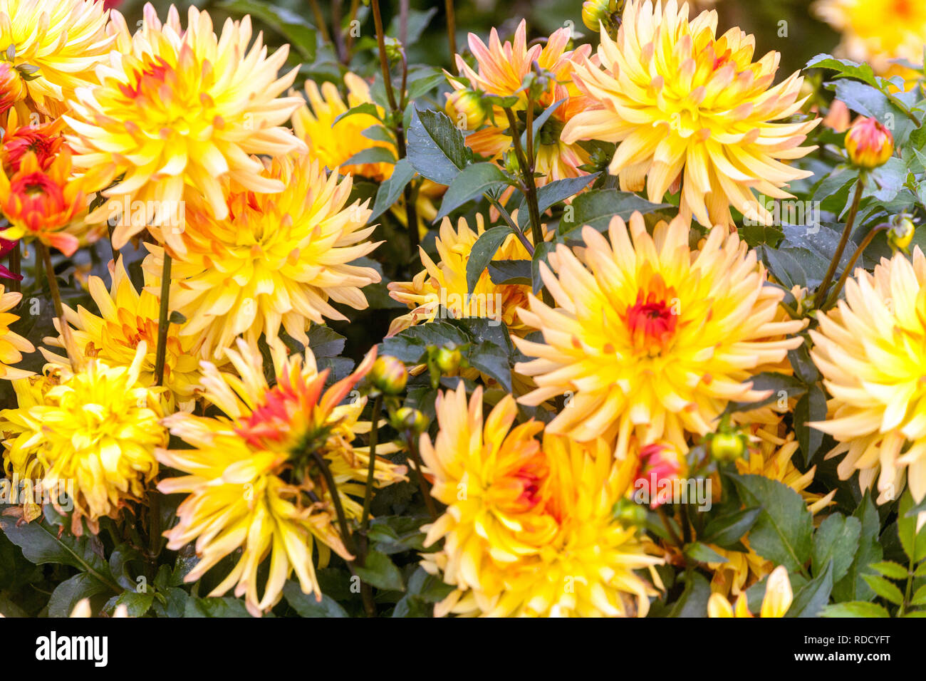 Dahlia arancione confine dahlias per talee Foto Stock