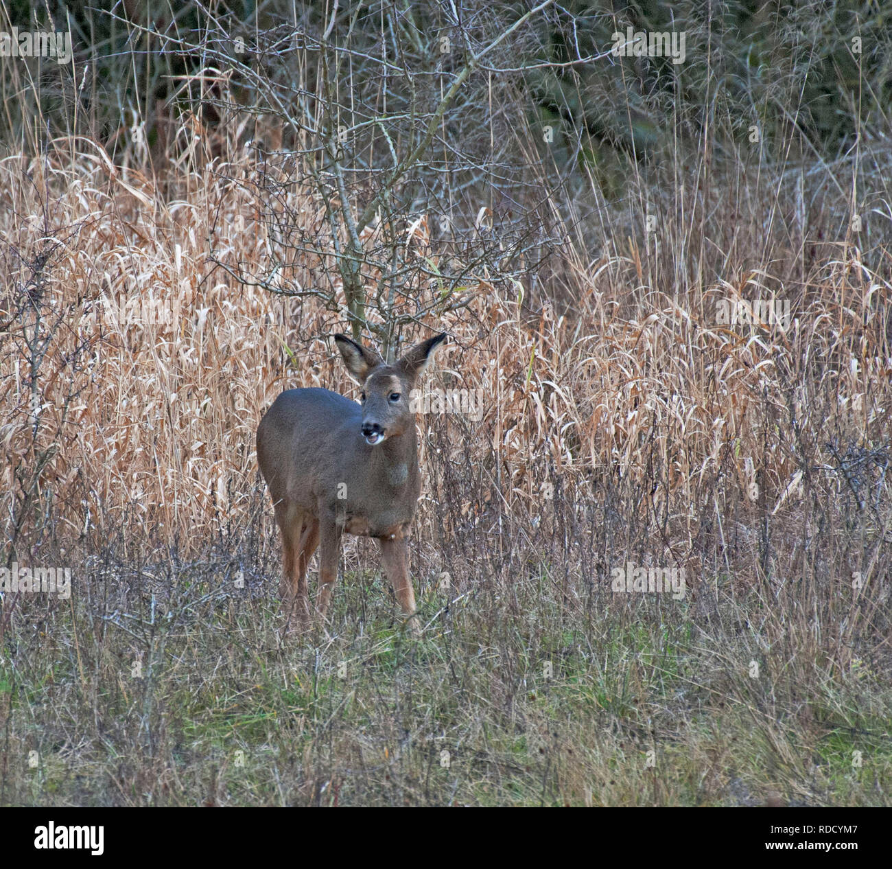 Il Capriolo Capreolus capreolus, Foto Stock