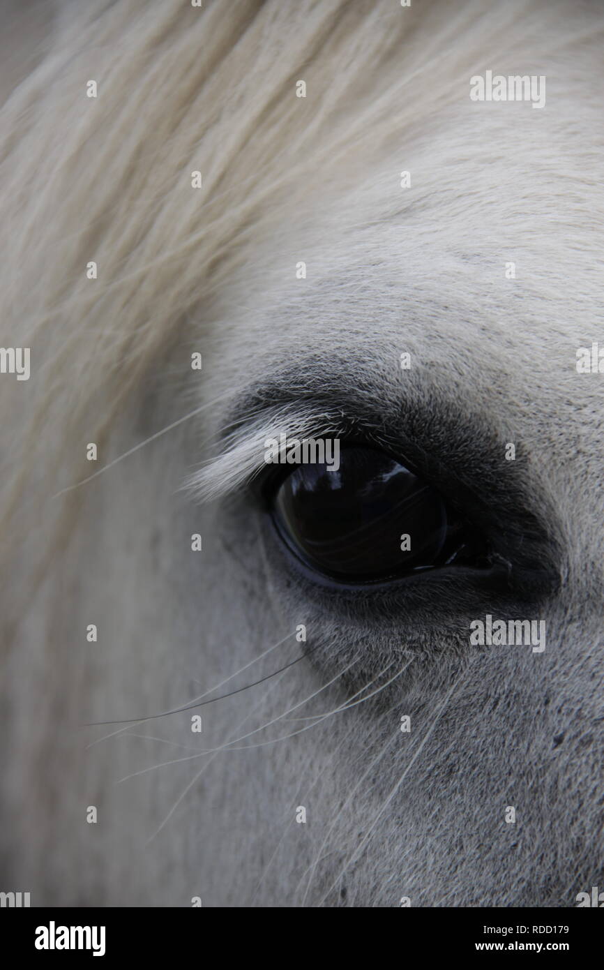Immagine ravvicinata di un cavallo bianco's eye Foto Stock