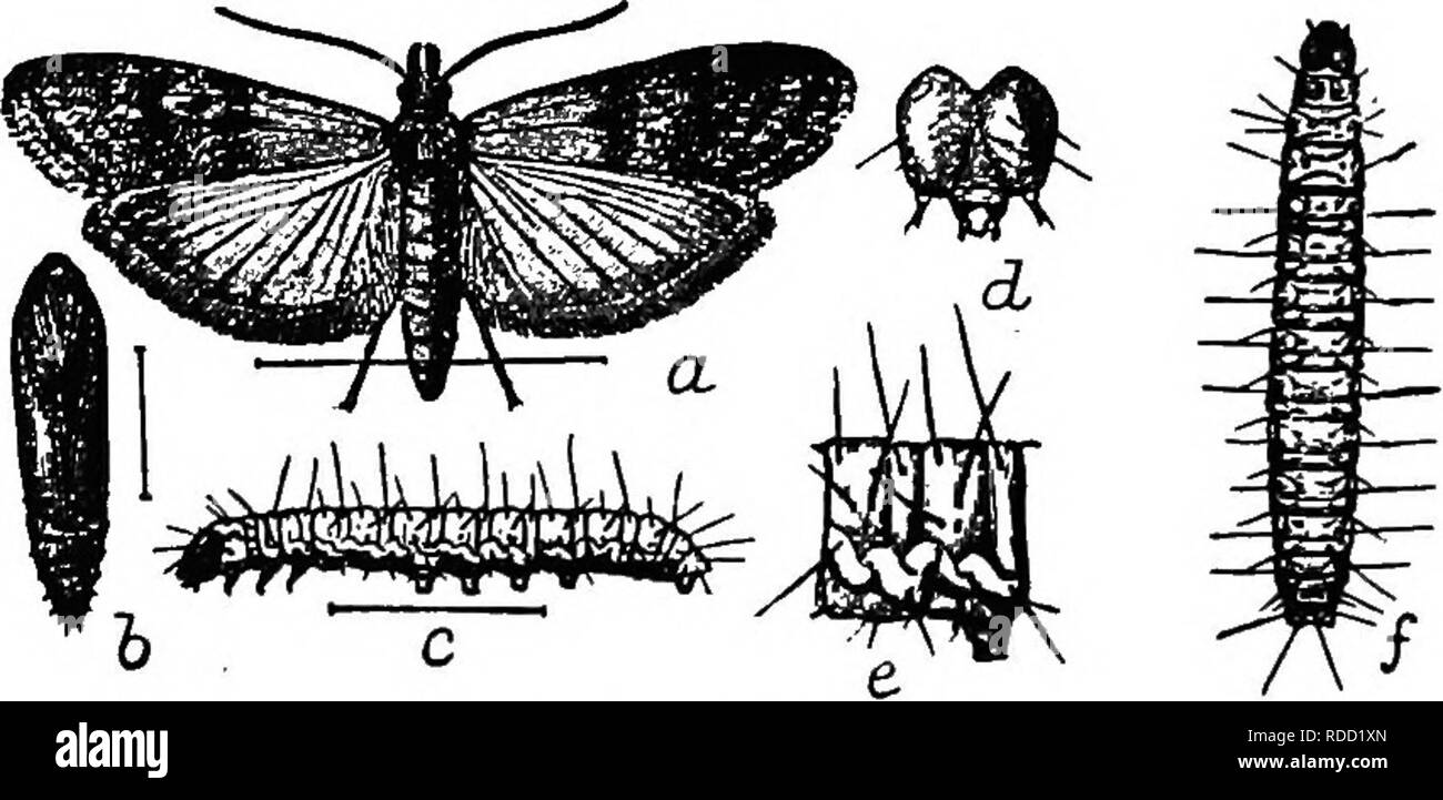. Il libro di mais : un trattato completo su la cultura, di marketing e di usi di granturco in America e altrove, per gli agricoltori, commercianti e produttori e gli altri : un completo manuale sulla produzione, la vendita, l'uso e del commercio delle più grandi del mondo il raccolto . Il mais. 276 IL LIBRO DI MAIS di notte. La femmina deposita le sue uova su la granella o il pasto stesso, dove si schiudono in pochi giorni nei minuscoli vermi. Quando cresciuto i vermi o larve sono circa la metà di un pollice lungo, color carne e peloso. Essi hanno la peculiare abitudine di filatura ammenda silken thread ovunque si trovino, in gran parte lo stesso manne Foto Stock