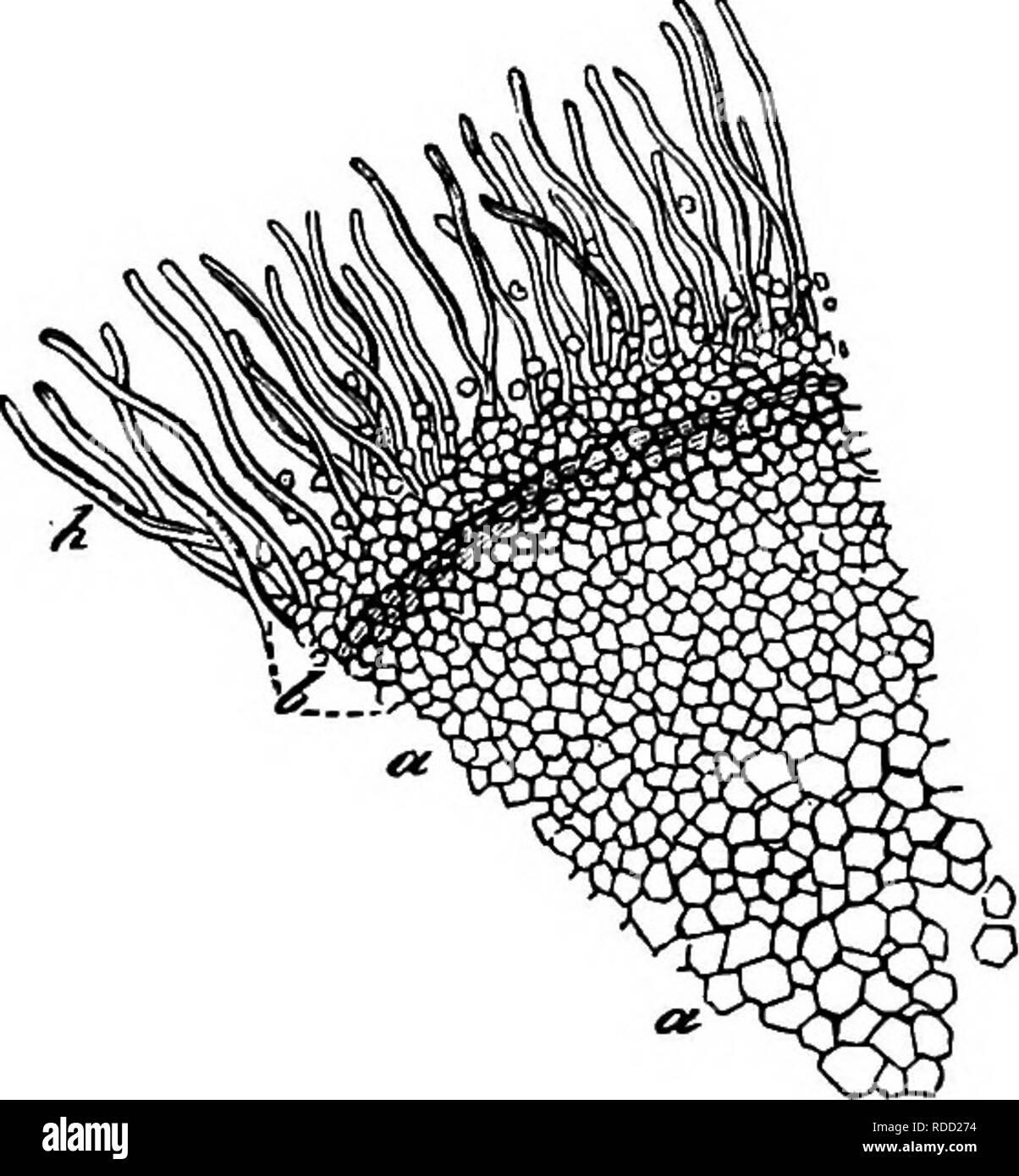 . Morfologia comparata e della biologia dei funghi, mycetozoa e batteri . Morfologia vegetale; funghi; Myxomycetes; batteriologia. Fig. 9. Agartews melleus. Me- dian sezione longitudinale attraverso il crescente apice di un subterra- nean filamenti miceliali, visto da trans- mitted luce. Magn. 40 volte. Fig. 10. AgaruMS melieus. Mediano sottile sezione longitudinale attraverso l'estremità dell'apice crescente di un sotterraneo di filamenti miceliali. Magn. 350 volte, ma il disegno completato sotto la maggiore potenza di ingrandimento. • Compresse o a guisa di membrana reti espanse di trefoli a costo del sap- strato di contenimento Foto Stock