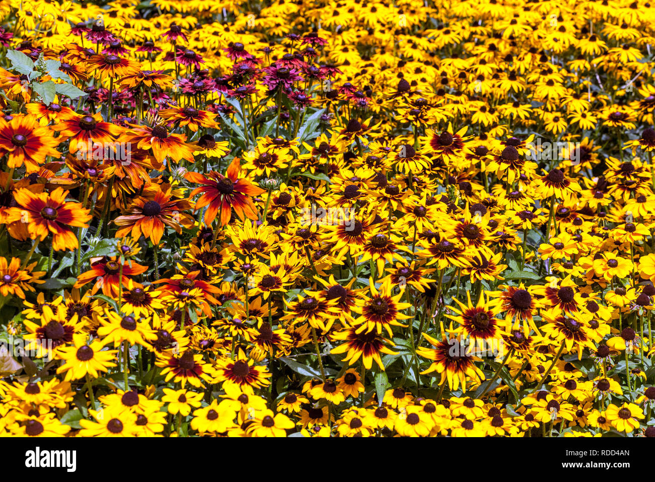 Perenne giardino pianta fiore letto perenne confine Rudbeckia fiori Rudbeckias Foto Stock