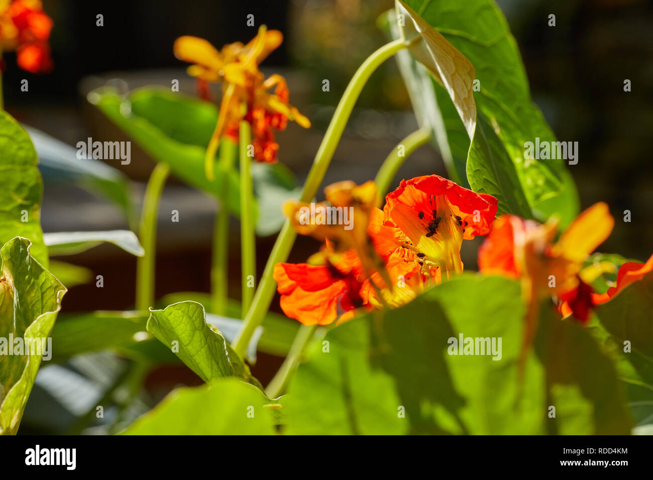 Bewerley, Nidderdale, North Yorkshire. 06/07/2018. Ondata di caldo porta infestazione di polline di coleotteri in particolare su Nasturtiums il. Foto Stock