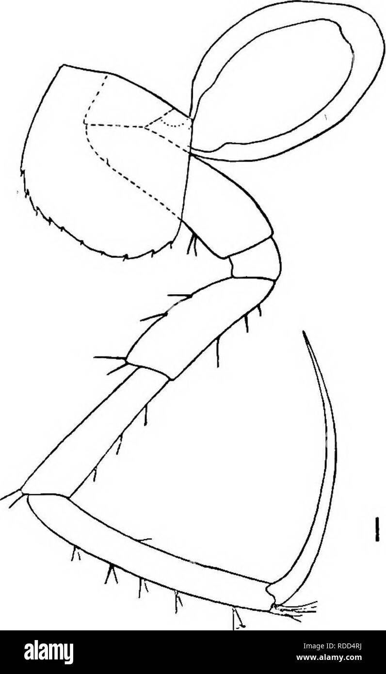 . Relazione della Artico Canadese Expedition 1913-18. Spedizioni scientifiche. Amphipodi 15 b famiglia PONTOGENEIID^. 38. Pontogeneia inermis (Kroyer). 1838. Amphithoe inermis Kroyee, Danske Selsk. Afh., vol. 7, p. 275, pi. 3, f. 11 a-g. 1838. Amphithoe Kkoybr crenulata, ibid., p. 278, pi. 3, f. 12 a-g. 1906. Pontogeneia inermis Stebbing, Tierreioh, Amph. I, p. 359, e di sinonimia. 1912. Pontogeneia inermis Stephensen, Meddel. om Groenlandia, vol. XLV, p. 539, 606. 1913. Pontogeneia inermis Pearse, Proc. U.S.N.M., vol. 45, p. 573. 1913. Pontogeneia inermis Stephensen, Meddel. om Gr^nland, vol. XXII, p. Foto Stock