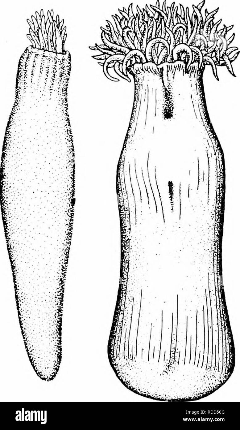 . Relazione della Artico Canadese Expedition 1913-18. Spedizioni scientifiche. Adinar G 135 occupa una lunghissima, ruvida, spessa, tubo flessibile, composta da fango e detriti di vario tipo, cementati insieme dalla mucosa temprato, ma molto liscia all'interno. Questi tubi, uno a due piedi lungo, sono spesso presi in acque profonde senza l'occupante. In posizioni naturali in fondo sono probabilmente molto più a lungo. Il corpo è liscia; in contrazione di solito più o meno rugosa lunghezza- saggio.   Si può rastremarsi regolarmente o essere leggermente rigonfiati o vaso di forma verso l'estremità anteriore, ed espanso vicino al margine. Il ma Foto Stock