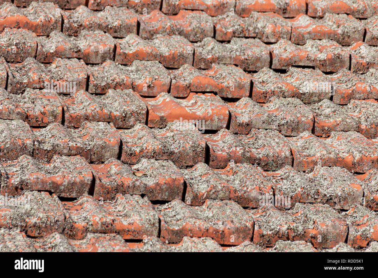 Una vista ravvicinata di moss sporco sulle piastrelle marrone su un tetto di edifici Foto Stock