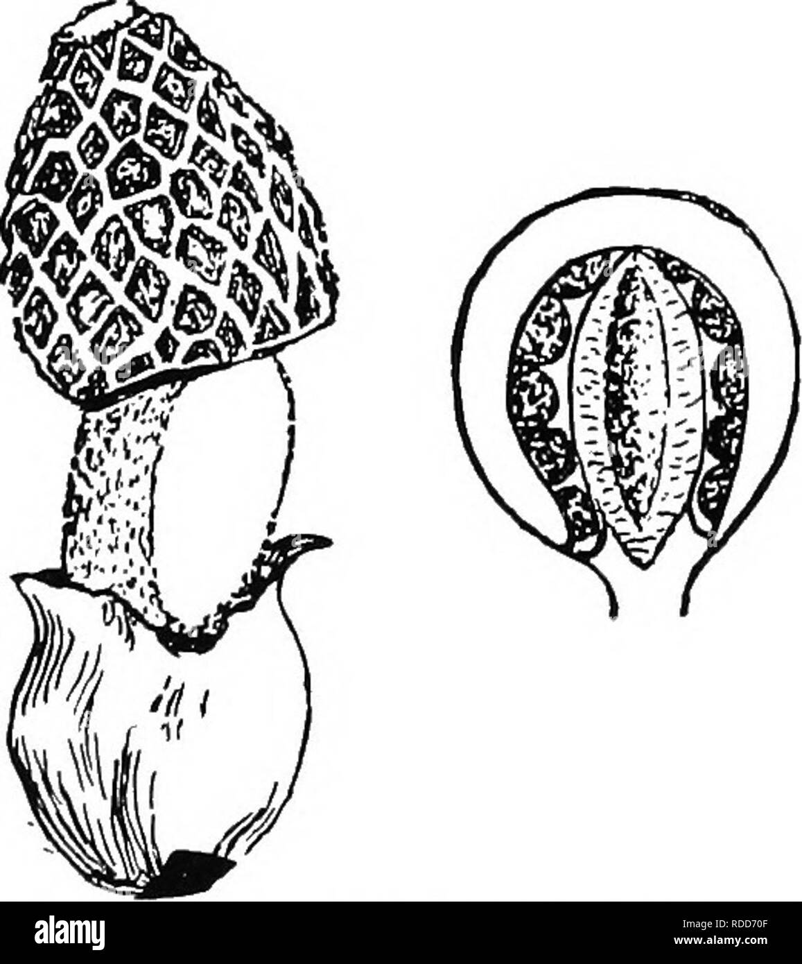 . Botanica agricola per gli studenti . La botanica. Fig. 348. - Un Nido fungo, Nidularia. Circa la dimensione naturale. La questione organica nel suolo. Tlie sporophore è al primo globose, ma la gleba presto si rompe fuori del peridio ed è elevata a una certa distanza al di sopra del suolo mediante una levetta di allungamento. Le masse di spore arc viscido e hanno odore di carogne. Alcuni insetti che dissemi- nate le spore sono attratti dall'odore. Granello di fuliggine (Ustilaginales). - Il granello di fuliggine sono basidiomiceti parassiti. In qualche granello di fuliggine, il micelio, sebbene evidente solo nelle aree locali, attraversa ampiamente attraverso l'host, mentre in Foto Stock . Botanica agricola per gli studenti . La botanica. Fig. 348. - Un Nido fungo, Nidularia. Circa la dimensione naturale. La questione organica nel suolo. Tlie sporophore è al primo globose, ma la gleba presto si rompe fuori del peridio ed è elevata a una certa distanza al di sopra del suolo mediante una levetta di allungamento. Le masse di spore arc viscido e hanno odore di carogne. Alcuni insetti che dissemi- nate le spore sono attratti dall'odore. Granello di fuliggine (Ustilaginales). - Il granello di fuliggine sono basidiomiceti parassiti. In qualche granello di fuliggine, il micelio, sebbene evidente solo nelle aree locali, attraversa ampiamente attraverso l'host, mentre in Foto Stock