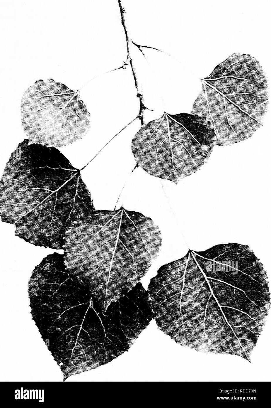 . I nostri alberi nativi e di come identificarli : un famoso studio delle loro abitudini e le loro peculiarità . Alberi. ASPEN. Aspen, Populus tremuloides. Lascia i^' a 2' lungo.. Si prega di notare che queste immagini vengono estratte dalla pagina sottoposta a scansione di immagini che possono essere state migliorate digitalmente per la leggibilità - Colorazione e aspetto di queste illustrazioni potrebbero non perfettamente assomigliano al lavoro originale. Keeler, Harriet L. (Harriet Louise), 1846-1921. New York : C. Scribner i figli Foto Stock