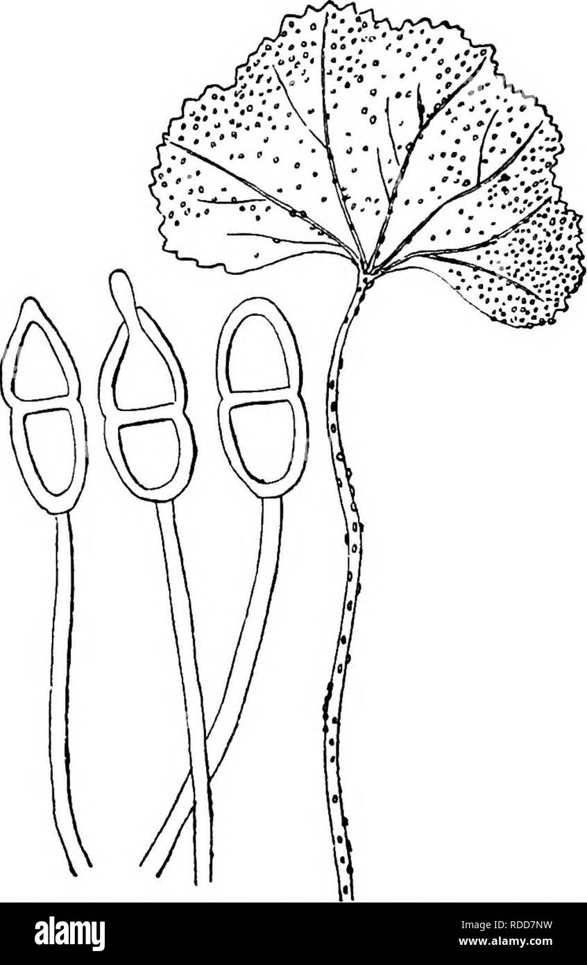 . Le malattie delle piante indotta da crittogamica parassiti : introduzione allo studio dei funghi patogeni, limo-funghi, batteri, &AMP; Alghe . Le malattie delle piante; piante parassite; funghi. 360 UREDINEAE. Questo ruggine è indigeno di chili ed è stato introdotto in Francia circa 1868, donde si estese rapidamente in tutta Europa e nel corso degli ultimi dieci anni ha reso il suo apparire- mente negli Stati Uniti. In molti luoghi si è completamente sterminato entrambi wild e coltivate le malve, e reso la coltivazione del giardino hollyhocks impossibile. In cui compare. La fio. 192.-Puccinia matvaceai'um. Foto Stock