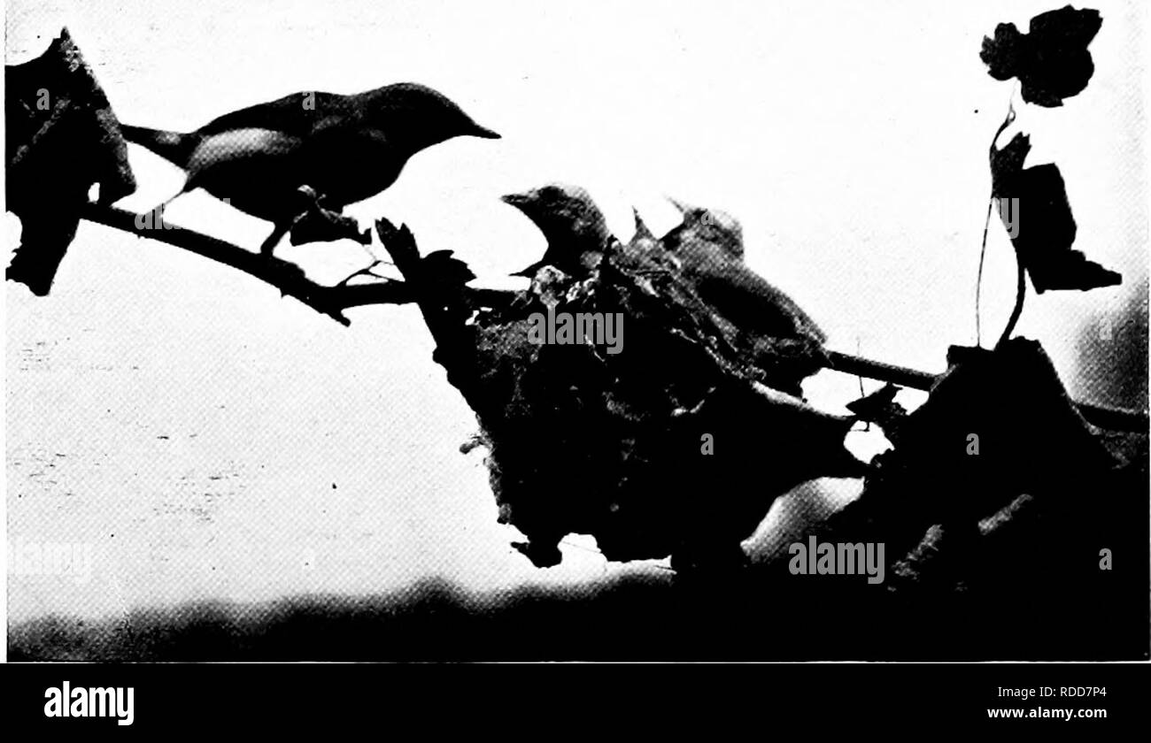 . La vita di casa degli uccelli selvatici; un nuovo metodo per lo studio e la fotografia di uccelli. Gli uccelli e la fotografia di uccelli. Fig. 53. Maschio rosso-eyed Vireo chi è meno preoccupato in esecuzione. ^^S* 54. Femmina rosso-eyed Vireo avvicinando i giovani.. Si prega di notare che queste immagini vengono estratte dalla pagina sottoposta a scansione di immagini che possono essere state migliorate digitalmente per la leggibilità - Colorazione e aspetto di queste illustrazioni potrebbero non perfettamente assomigliano al lavoro originale. Herrick, Francesco Hobart, 1858-1940. New York, Londra, G. P. Putnam Sons Foto Stock