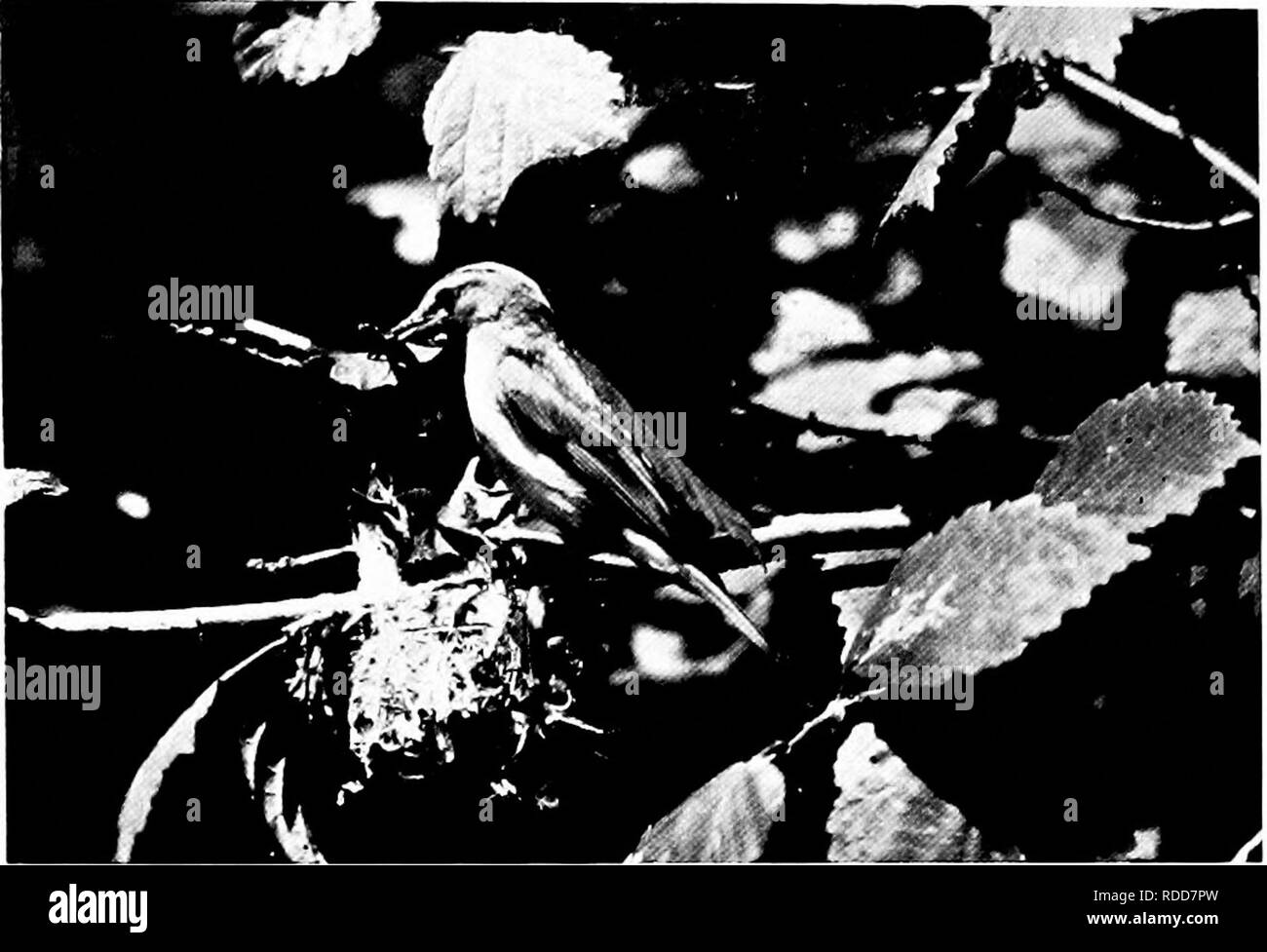 . La vita di casa degli uccelli selvatici; un nuovo metodo per lo studio e la fotografia di uccelli. Gli uccelli e la fotografia di uccelli. 66 Wild. Uccelli.. K.g . 50. Femmina rosso-eyed Vireo pronti a fornire un grande insetto.. Si prega di notare che queste immagini vengono estratte dalla pagina sottoposta a scansione di immagini che possono essere state migliorate digitalmente per la leggibilità - Colorazione e aspetto di queste illustrazioni potrebbero non perfettamente assomigliano al lavoro originale. Herrick, Francesco Hobart, 1858-1940. New York, Londra, G. P. Putnam Sons Foto Stock