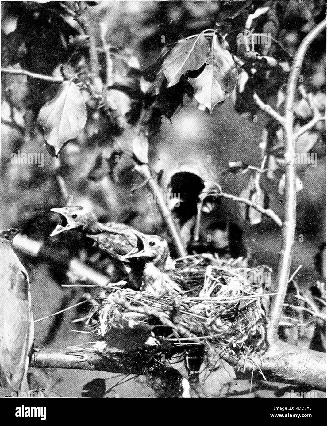 . La vita di casa degli uccelli selvatici; un nuovo metodo per lo studio e la fotografia di uccelli. Gli uccelli e la fotografia di uccelli. Il Cedro Bird. 55 da tre a quattro piedi. Su returnin&LT;^ al posto di due giorni più tardi, ho 'come il piacere di scoprire che tutto era andato bene. Dopo aver ottenuto la tenda in alto è stato il dado molti minuti prima a bassa mormorò tr-c-€-c-e-k ! O sc-e-c-c-t ! È stato sentito, a cui il giovane sempre risposto in un ceppo simile. Avvicinarsi con cautela con gola caricato fino all'orlo con bobina di ciliegie, la madre bird consegnato loro uno per uno e poi ispezionate e pulite il suo liousehold. Dopo un lungo inter Foto Stock