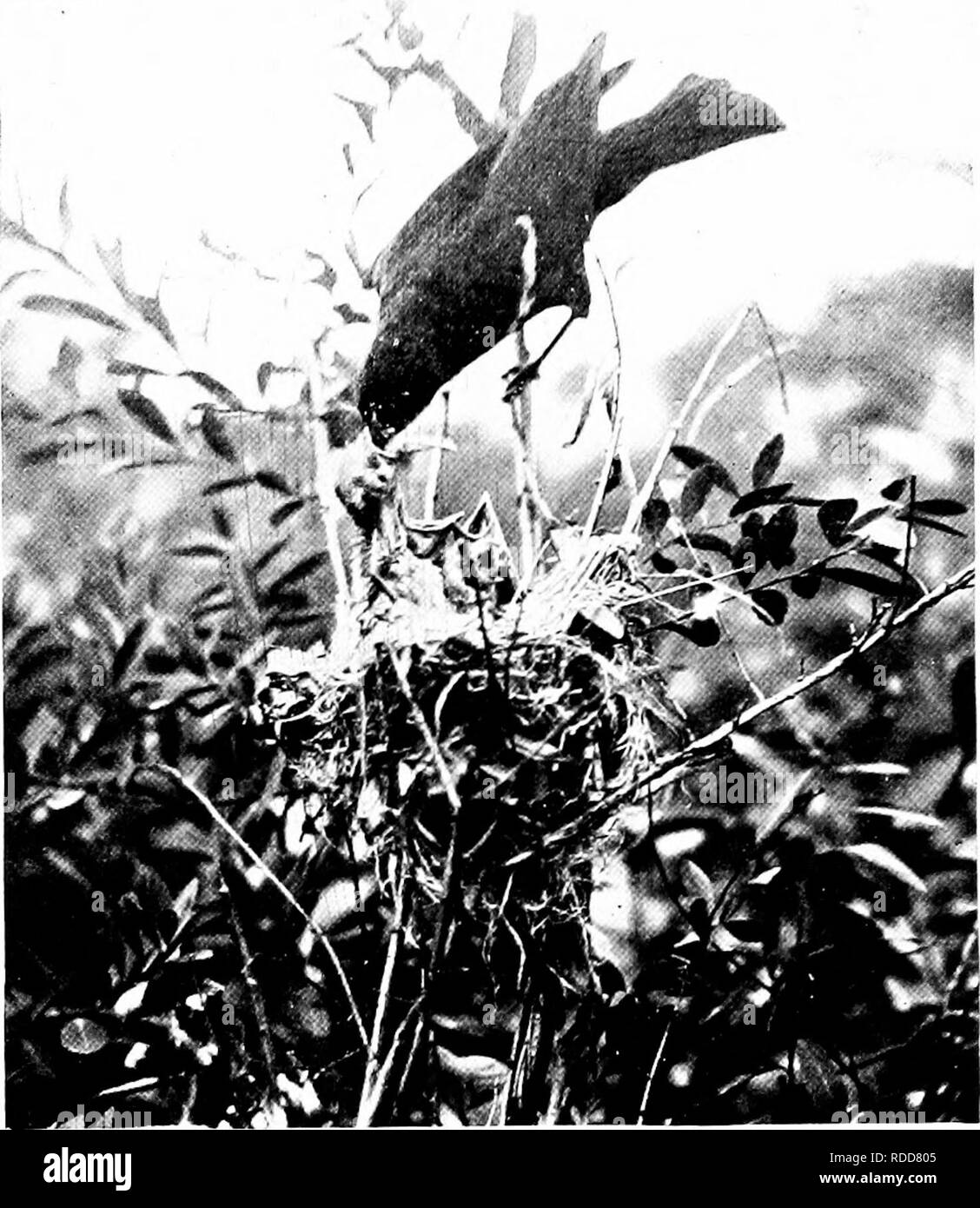. La vita di casa degli uccelli selvatici; un nuovo metodo per lo studio e la fotografia di uccelli. Gli uccelli e la fotografia di uccelli. Le illustrazioni del metodo. 27 tenda era in posizione e il panora- mic con scene di vita a questo nido è andato su senza disturbo per il resto della giornata tliat. Gli uccelli sono stati prima del tuo occhio, hterally a portata di mano e l'osservatore aveva solo da guardare e ri- il cavo di cambio marcia rapidamente le scene con matita e fotocamera. Il terzo giorno, Luglio 4th, la femmina è stata sulla fronda in 6 min- utes, e in sei minuti e mezzo dall'inizio delle operazioni alimentato la sua covata. Il quarto giorno di studio a th Foto Stock
