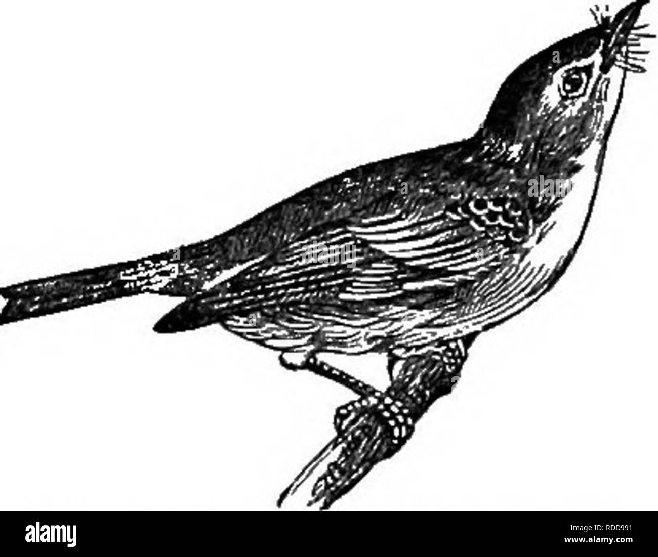 . Storia naturale degli animali. Contenente una breve descrizione degli animali figurati sul Tenney di storia naturale compresse, ma completo senza le compresse. Zoologia. 78 Vertebrati: uccelli. su spine e altri punti affilati, come un macellaio riaggancia le sue carni su ganci acuti nella sua fase di stallo. Esso costruisce un grande nido di ramoscelli, erba e moss, nelle forcelle di un albero. Il Vireos sono molto più piccoli del Shrike, e per lo più verde oliva al di sopra e al di sotto della luce. Il red-eyed Vi- reo ha l'iride dell'occhio rosso. La sua forte, note chiare sono ascoltati in le cime degli alberi " ,.,,,,. Fig. 127. -Ramage Vireo. Da sprmg til Foto Stock