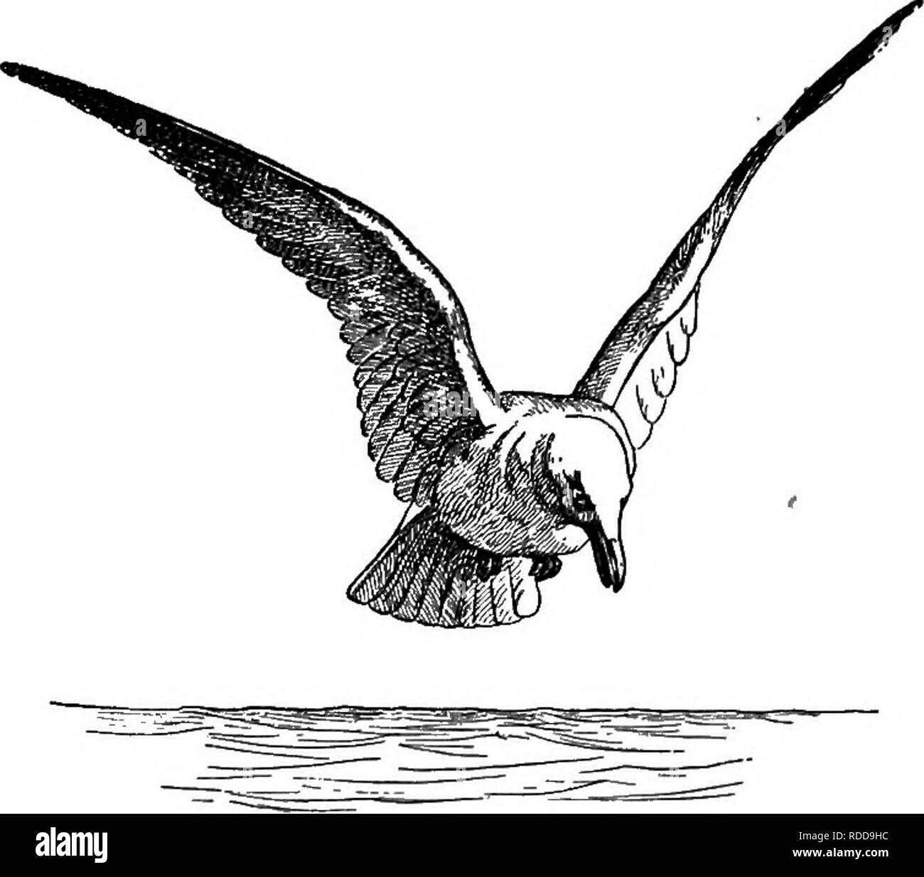 . Una guida per gli uccelli del New England e New York orientale; contenente una chiave per ogni stagione e brevi descrizioni di oltre duecentocinquanta specie, con particolare riferimento al loro aspetto nel campo. Gli uccelli; uccelli. 324 uccelli DEL NEW ENGLAND E NEW YORK ORIENTALE Gabbiano Heebing. Larus argentatus 24.00 annuncio. in estate. - Testa, collo, la coda e sotto la voce parti bianco puro; dorso e ali grigio perla; estremità del cappello-piume blacic, i due esterni, per oltre sette pollici, macchiato vicino l'estremità con il bianco e la punta di bianco; bill giallo; piedi carne pallido-colore. Annuncio. in inverno. - Simile, ma egli Foto Stock