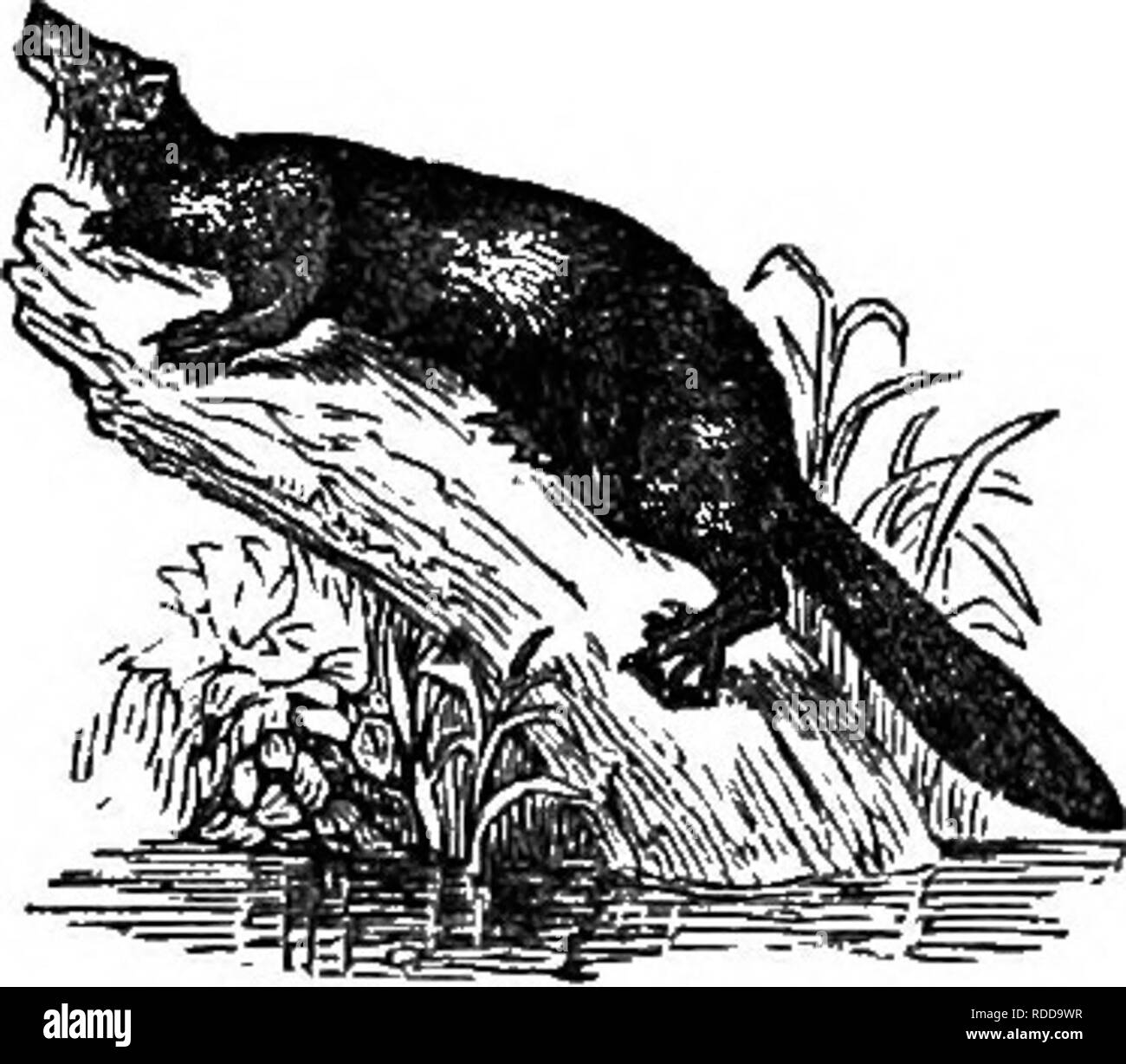 ratti norvegese - 2 Tipi di ratti immagini e fotografie stock ad alta risoluzione - Alamy