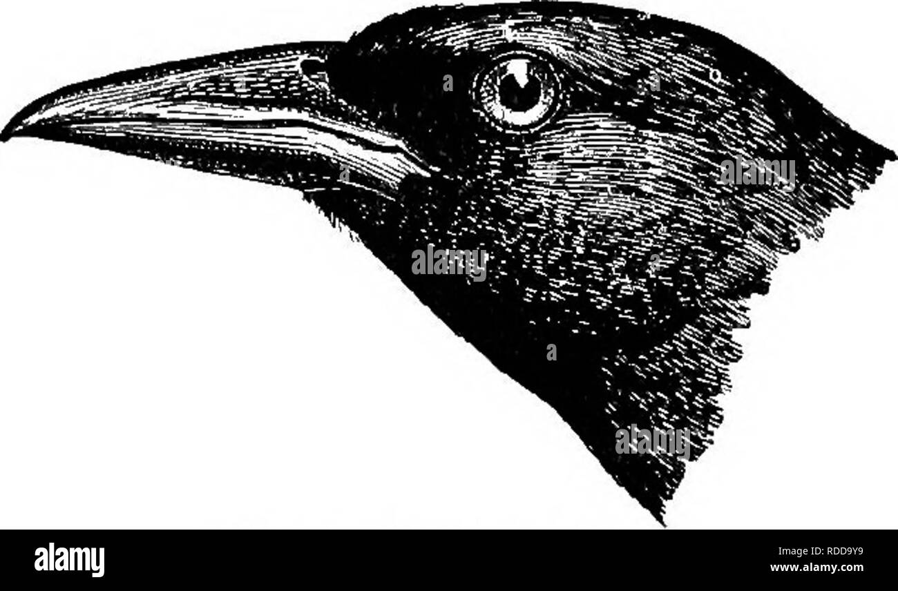 . Una guida per gli uccelli del New England e New York orientale; contenente una chiave per ogni stagione e brevi descrizioni di oltre duecentocinquanta specie, con particolare riferimento al loro aspetto nel campo. Gli uccelli; uccelli. CEOW BLACKBIRD 185 avviene solo localmente a bassa massa vicino all'acqua. Si arriva in ritardo in febbraio o primi di marzo e soggiorni occasione- alleato in ritardo come oc- tober. "Quando i merli prima ri- ruotare, provengono in branchi e allevano in organi giurisdi- nities, preferendo la sicurezza di alberi sempreverdi per nesting-luoghi. Qui si può vedere sulle cime degli alberi squea Foto Stock . Una guida per gli uccelli del New England e New York orientale; contenente una chiave per ogni stagione e brevi descrizioni di oltre duecentocinquanta specie, con particolare riferimento al loro aspetto nel campo. Gli uccelli; uccelli. CEOW BLACKBIRD 185 avviene solo localmente a bassa massa vicino all'acqua. Si arriva in ritardo in febbraio o primi di marzo e soggiorni occasione- alleato in ritardo come oc- tober. "Quando i merli prima ri- ruotare, provengono in branchi e allevano in organi giurisdi- nities, preferendo la sicurezza di alberi sempreverdi per nesting-luoghi. Qui si può vedere sulle cime degli alberi squea Foto Stock
