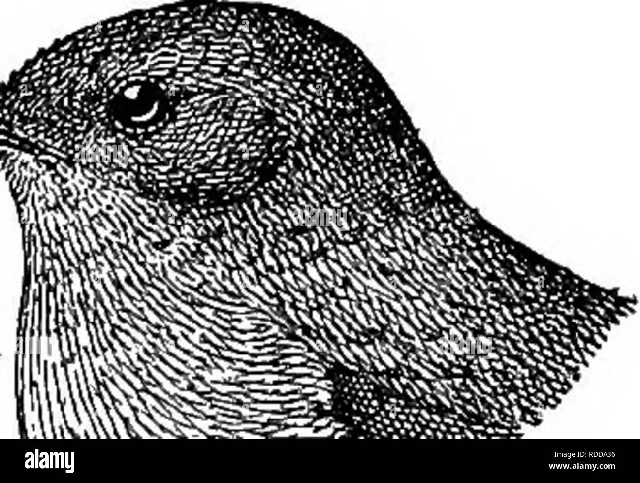 . Una guida per gli uccelli del New England e New York orientale; contenente una chiave per ogni stagione e brevi descrizioni di oltre duecentocinquanta specie, con particolare riferimento al loro aspetto nel campo. Gli uccelli; uccelli. EOUGH-WINGED SWALLOW 141 porti. La Banca Swallow avviene su laghi e ruscelli vicini ripide sponde di sabbia. Gli altri tre â il bianco- panciuto Swallow, gronda la Rondinella e la Viola Mar- stagno â sono più o meno locale, e possono essere del tutto assenti da qualsiasi data località. Dove gronda Swallow avviene a tutti, è generalmente trovata in grandi colonie. Il bianco-panciuto Swa Foto Stock . Una guida per gli uccelli del New England e New York orientale; contenente una chiave per ogni stagione e brevi descrizioni di oltre duecentocinquanta specie, con particolare riferimento al loro aspetto nel campo. Gli uccelli; uccelli. EOUGH-WINGED SWALLOW 141 porti. La Banca Swallow avviene su laghi e ruscelli vicini ripide sponde di sabbia. Gli altri tre â il bianco- panciuto Swallow, gronda la Rondinella e la Viola Mar- stagno â sono più o meno locale, e possono essere del tutto assenti da qualsiasi data località. Dove gronda Swallow avviene a tutti, è generalmente trovata in grandi colonie. Il bianco-panciuto Swa Foto Stock