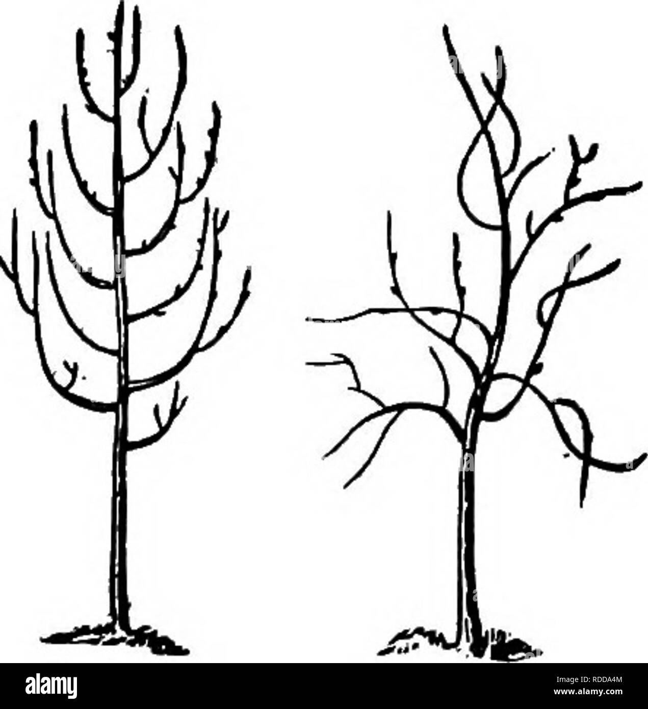 . L'Americano culturist frutta, contenente le indicazioni per la propagazione e la cultura di tutti i frutti adattata per gli Stati Uniti. Frutti-coltura. Maiale. 305. Fig. 30s. Maiale. 307. Maiale. 30S. Mostra forme di crescita. Fig. 309- Straggling, simile al successivo precedente, ma con germogli più snello e curvo, come in inverno e Nelis Worces nero- ter pera (Fig. 309). Germogli sono diritte, come all'inizio del raccolto e Northern Spy mele; flexuous, o più o meno diversa da una linea retta, e Swaar Roxbury Russet. Questa distinzione è molto chiaro e uniforme in giovane e molto parsimonioso tree Foto Stock