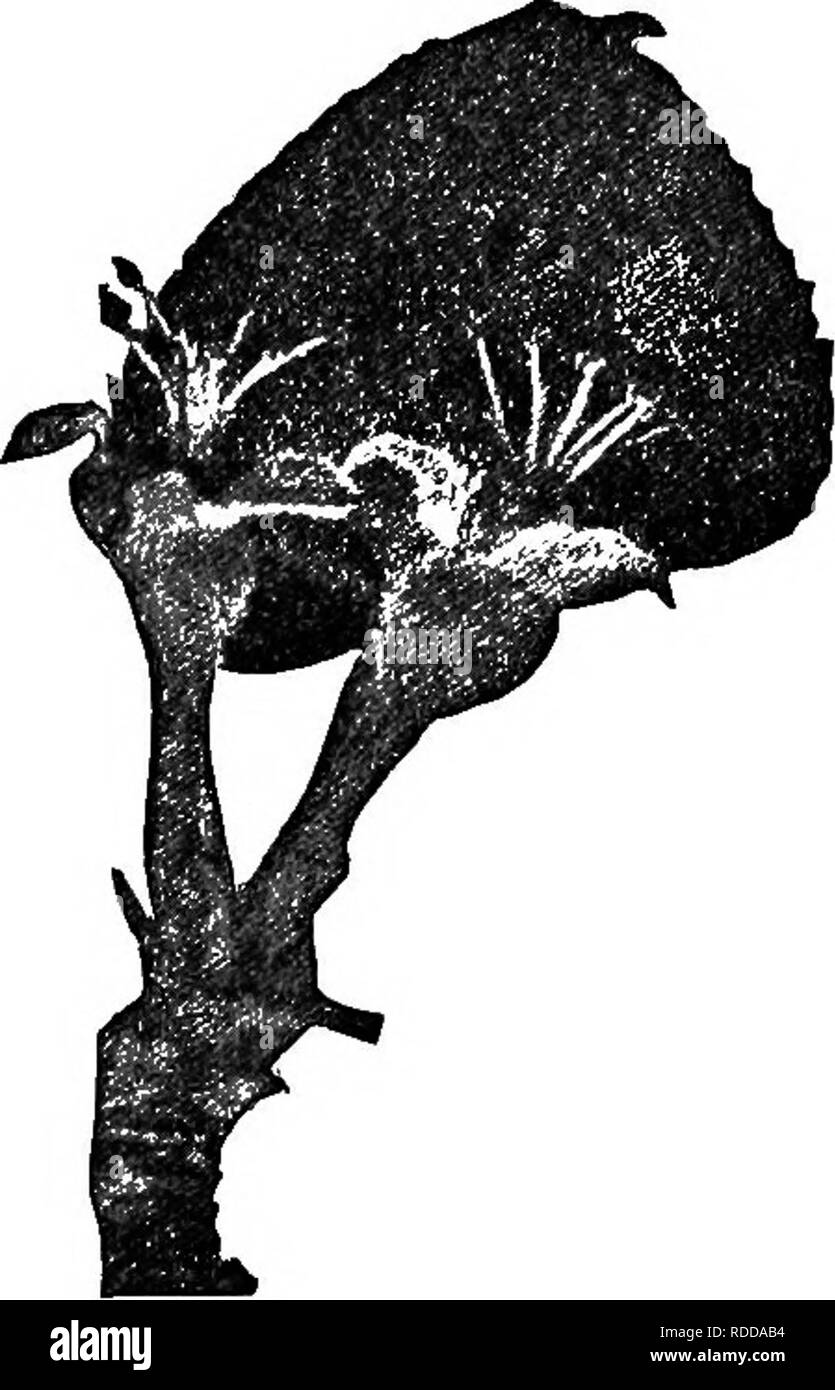 . L'Americano culturist frutta, contenente le indicazioni per la propagazione e la cultura di tutti i frutti adattata per gli Stati Uniti. Frutti-coltura. Insetti distruttivi. 179 e porzioni meridionale vi è un completo seconda nidiata e in alcune porzioni eventualmente anche una terza covata di vermi ogni anno. In autunno tutti i vermi spin bozzoli ovunque. Si prega di notare che queste immagini vengono estratte dalla pagina sottoposta a scansione di immagini che possono essere state migliorate digitalmente per la leggibilità - Colorazione e aspetto di queste illustrazioni potrebbero non perfettamente assomigliano al lavoro originale. Thomas, J. J. (John Jacob); Legno Foto Stock