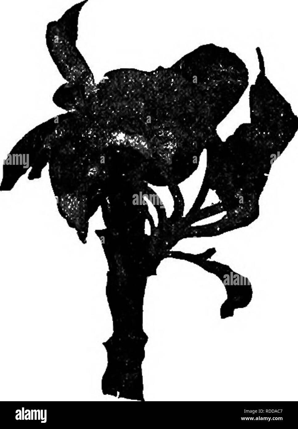 . L'Americano culturist frutta, contenente le indicazioni per la propagazione e la cultura di tutti i frutti adattata per gli Stati Uniti. Frutti-coltura. Fig. 231.-Bud Moth, due volte la dimensione naturale. Fig. 232.-lavoro di un bud moth soddisfare- pilastro in una apertura anta bud, nat- dimensione degli Urali. ocellana).-Questo insetto fa molti danni in molte parti del paese. Un po' di caterpillar marrone proviene da un silken home, in cui esso ibernato e procede a mangiare nell'apertura gemme. Esso presto resti l'apertura fiori e li collega e le foglie insieme in un nido, come mostrato in Fig. 232. I bruchi marrone ottenere f Foto Stock