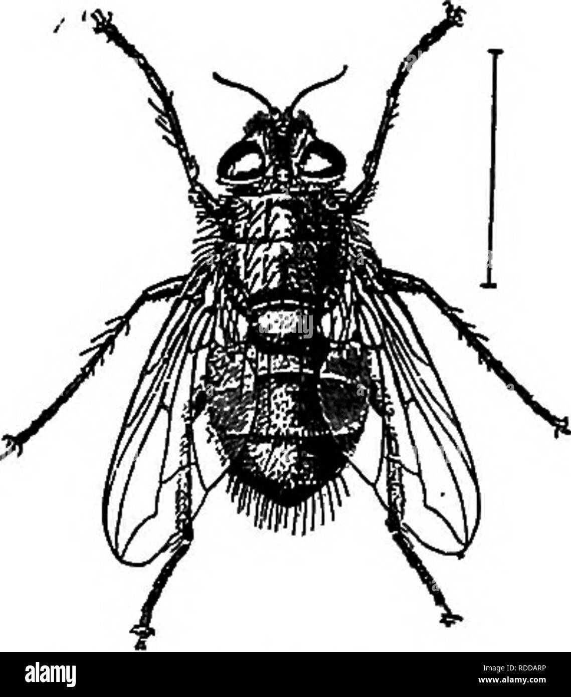 . Agriturismo amici e nemici di fattoria : un libro di testo di scienza agricola . Parassiti agricoli; insetti utili; pesti di insetto. Vado FARM amici e nemici di fattoria il nemico. Ma il prossimo specie di essere studiato ha rivelato ancora un diverso metodo di raggiungere l'interno dell'host. Osservazioni su lo sviluppo delle uova Tachinid indicato la probabilità che alcuni tipi di queste mosche sarebbe il deposito di larve vive invece delle uova. Due specie sono state studiate e si è riscontrato che le mosche sono state fur- nished con " una lunga guaina curvo, nella base di cui il ovipositor si inserisce e wh Foto Stock